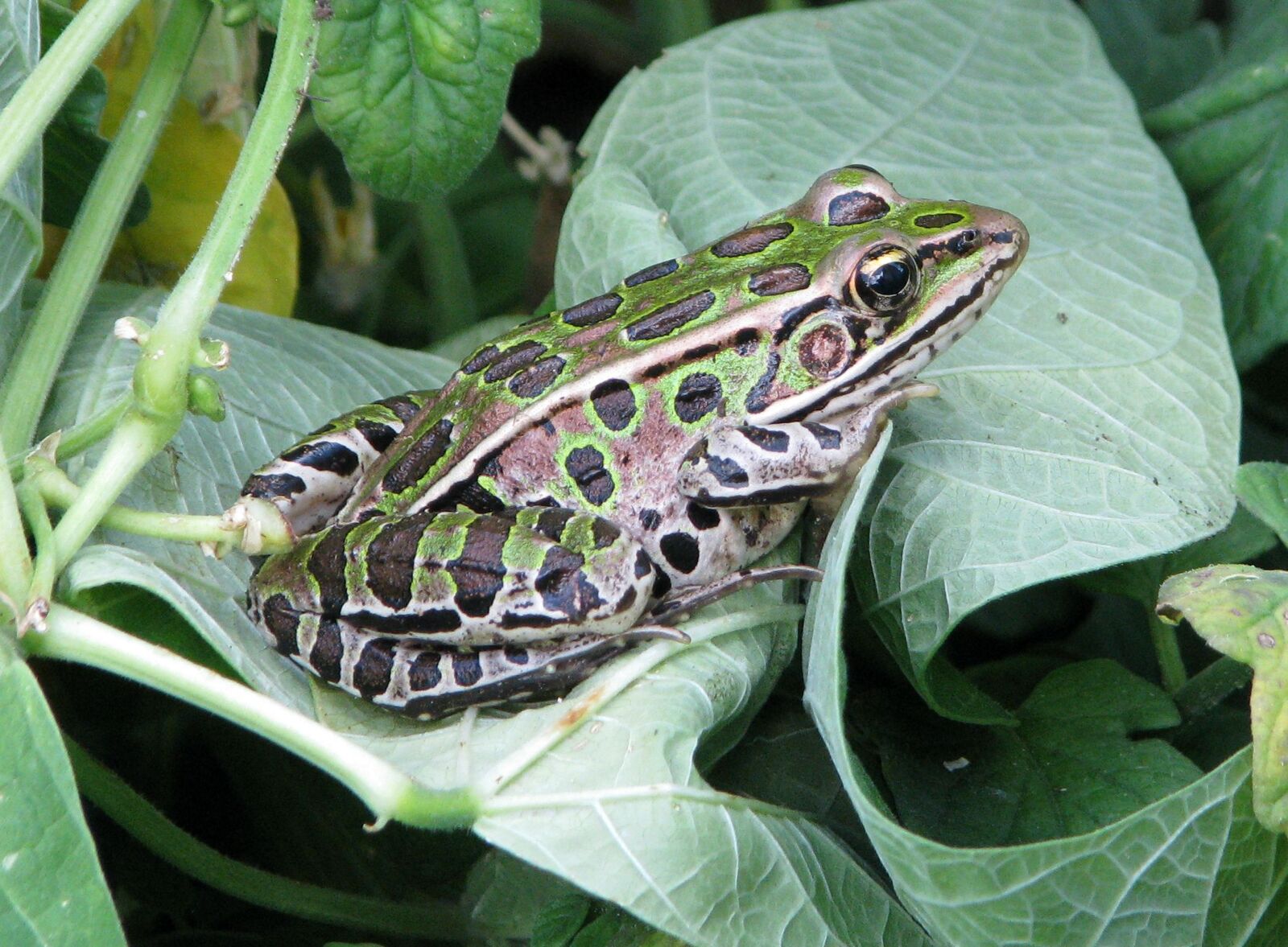 Canon POWERSHOT S5 IS sample photo. Northern leopard frog, lithobates photography