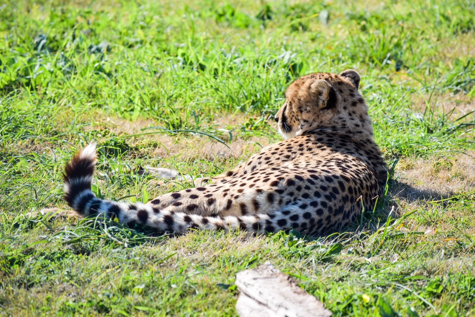 Nikon D5500 sample photo. Cheetah, wildlife, nature photography