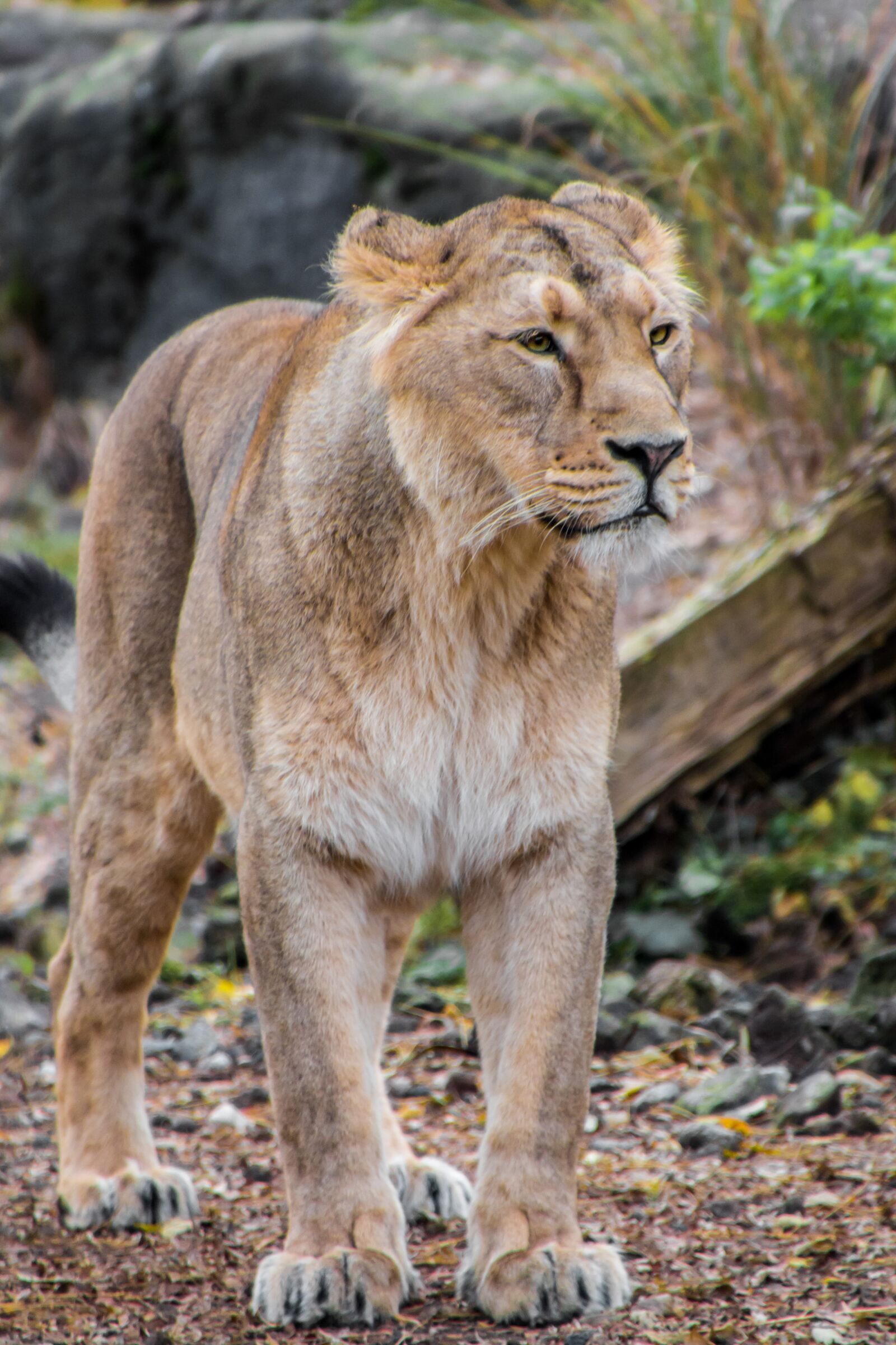Canon EOS 70D sample photo. Lioness, leo, animal photography