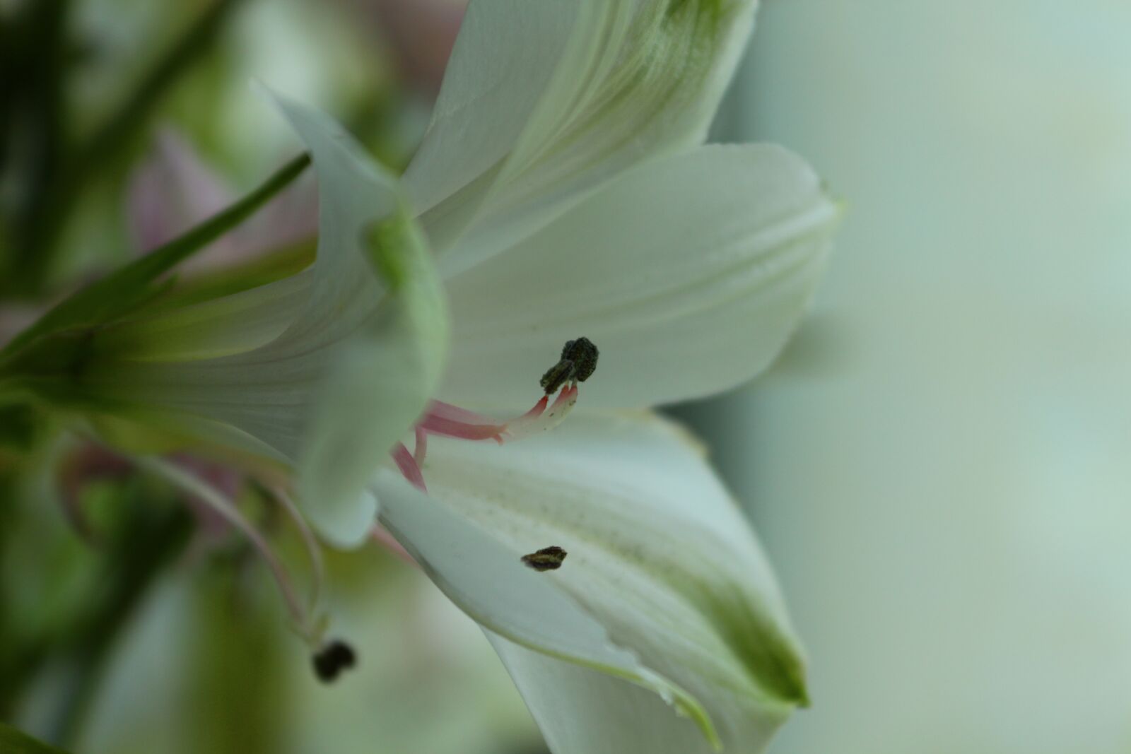 Canon EOS 650D (EOS Rebel T4i / EOS Kiss X6i) sample photo. Macro, flower, bouquet photography