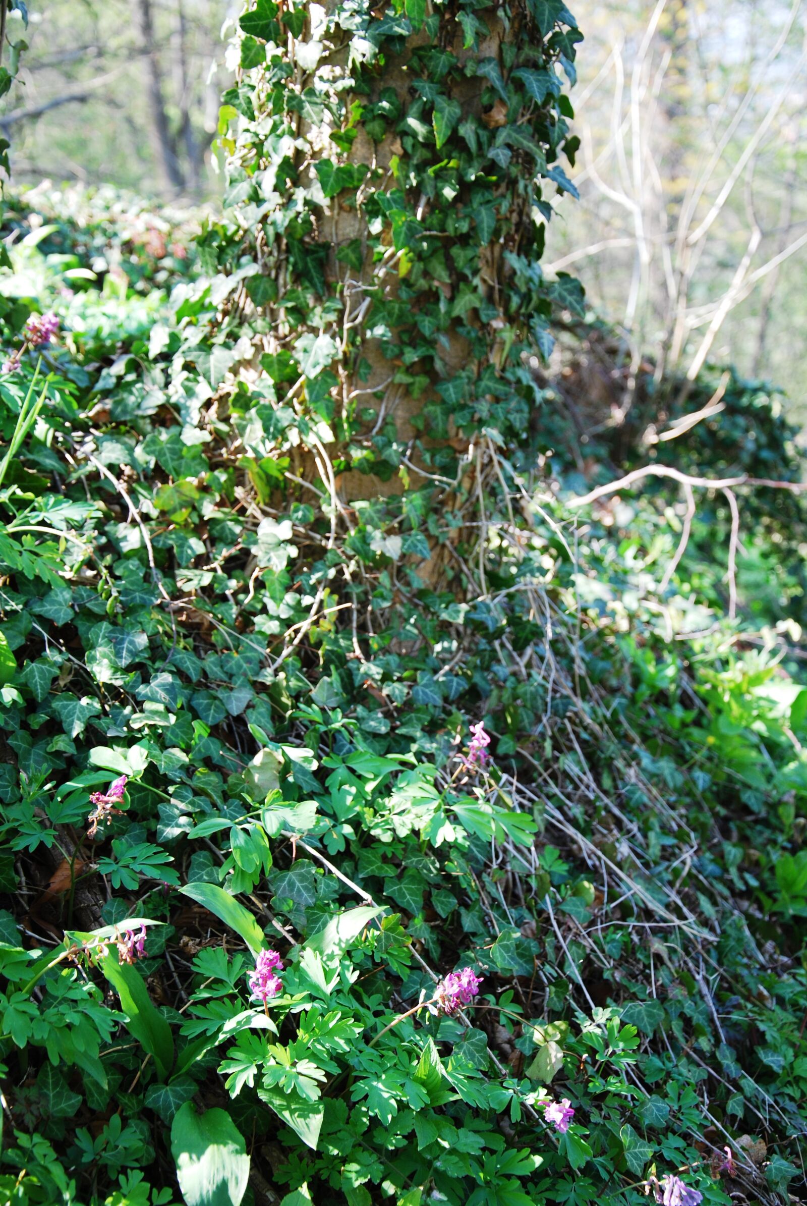 Nikon D60 sample photo. Spring, forest, resin photography