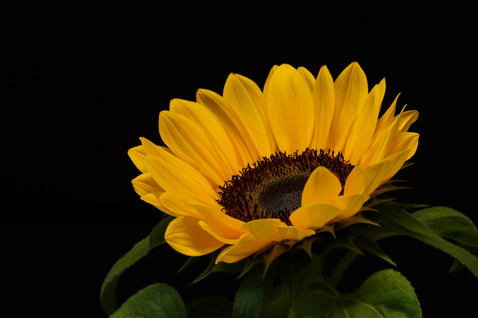 Sony a7 II + Sony FE 90mm F2.8 Macro G OSS sample photo. Flower, petal, sunflower photography