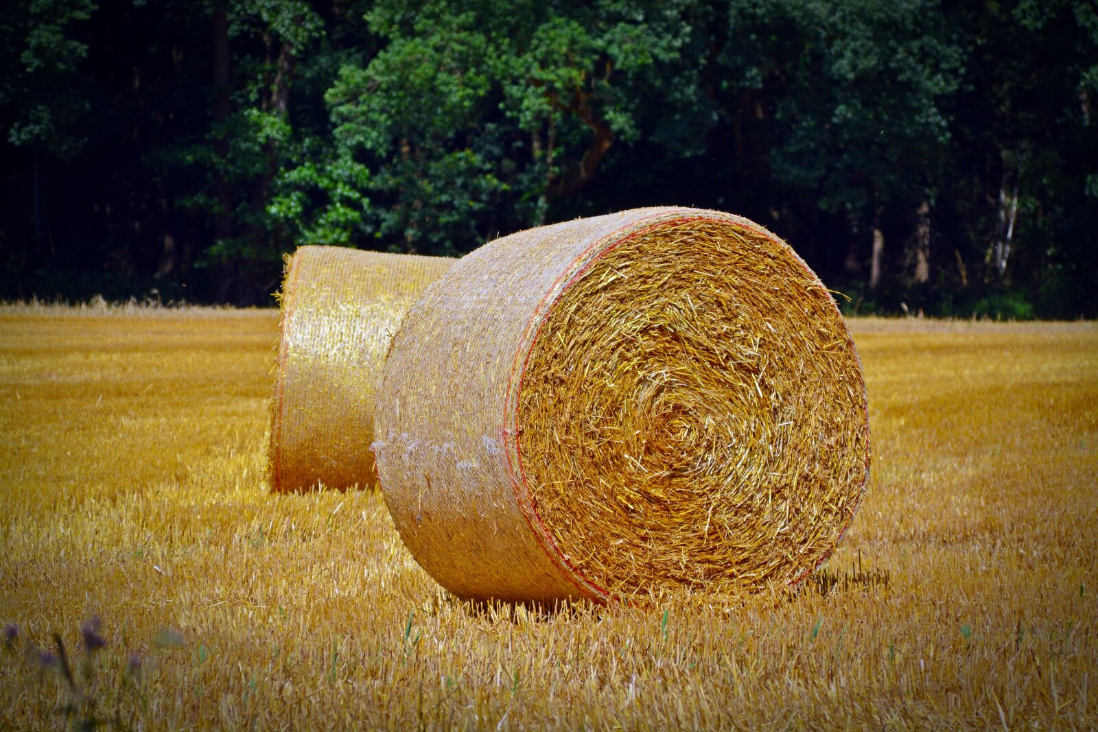 Nikon D5200 sample photo. Straw bales, round bales photography