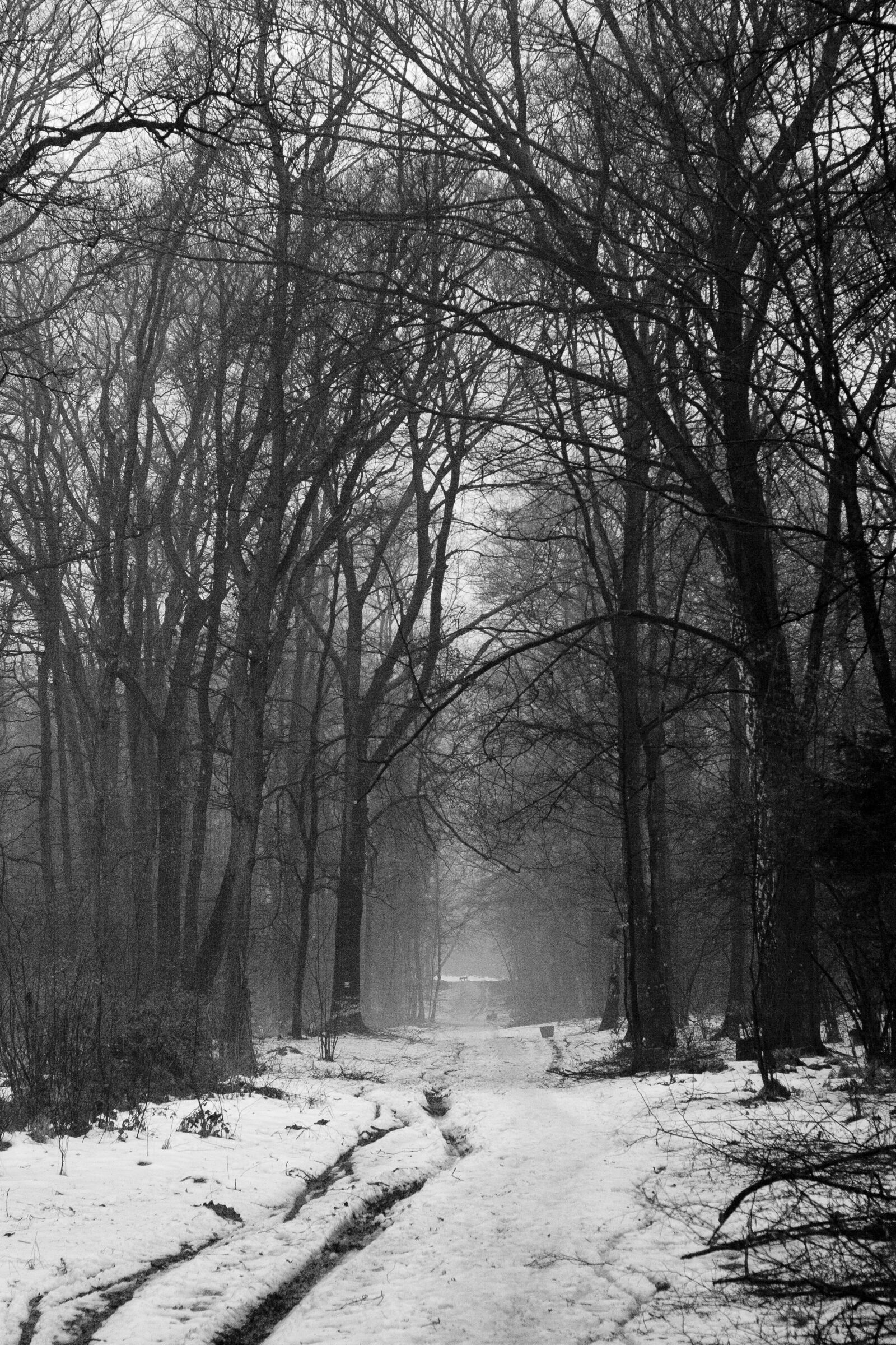 Canon EOS 30D sample photo. The fog, winter, tree photography