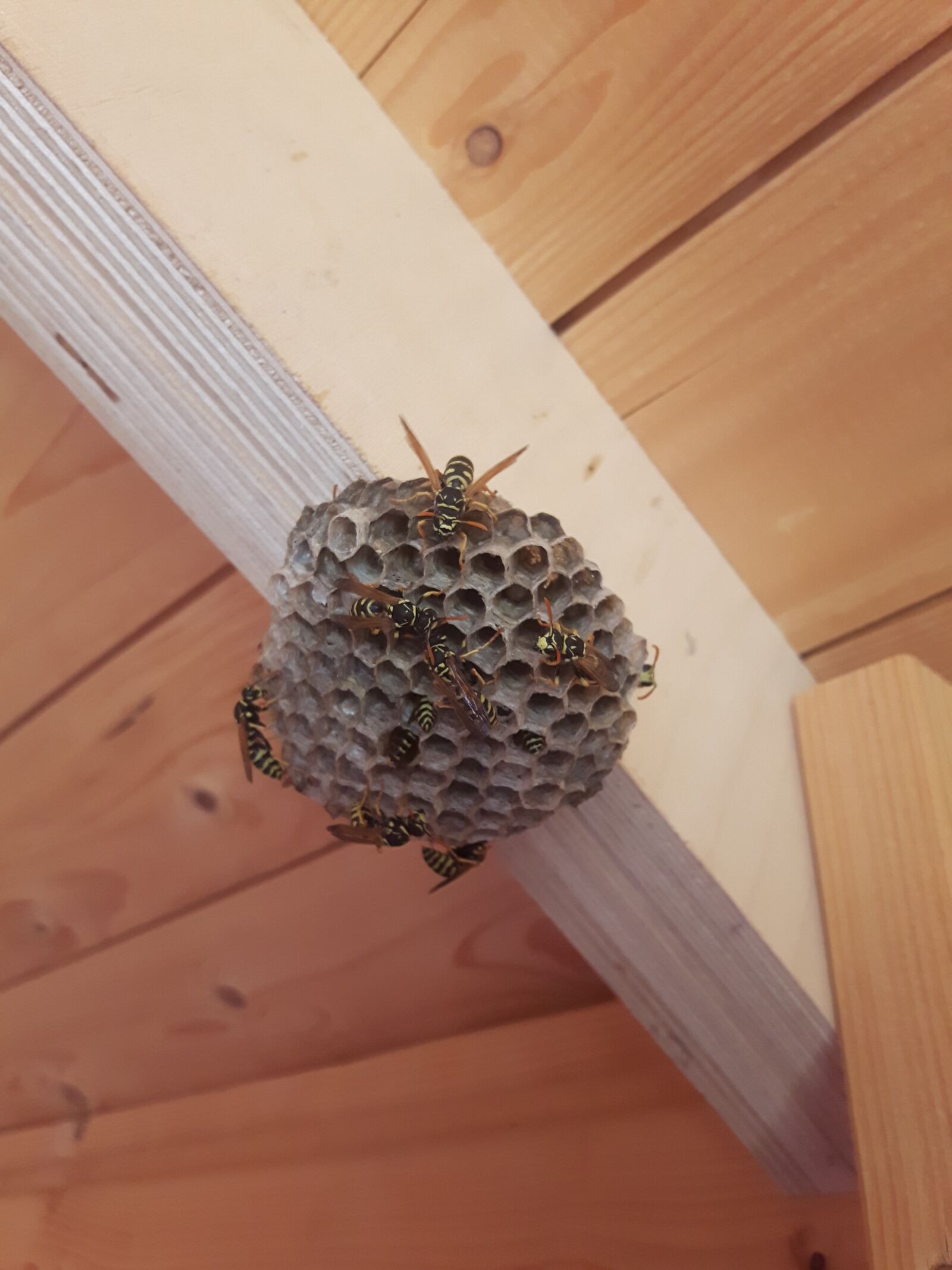Samsung Galaxy S5 Neo sample photo. Wasps, the hive, garden photography