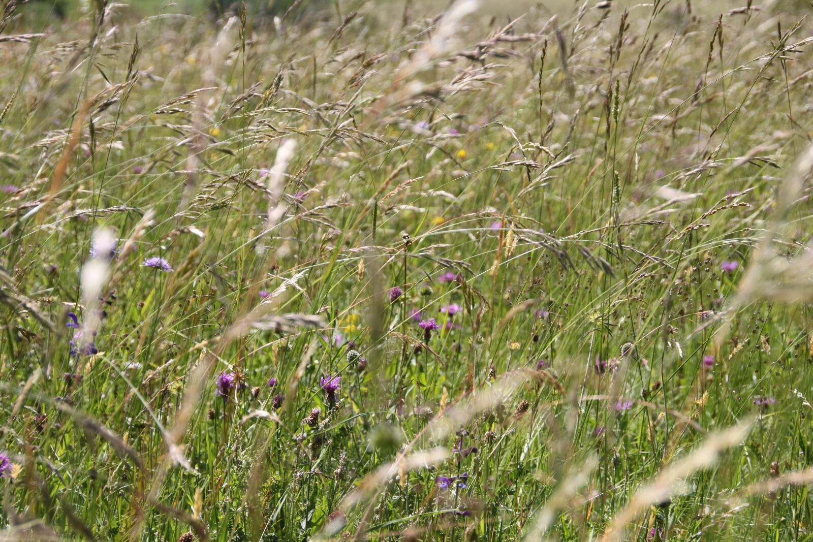 Canon EOS 500D (EOS Rebel T1i / EOS Kiss X3) sample photo. Flower meadow, meadow, wild photography