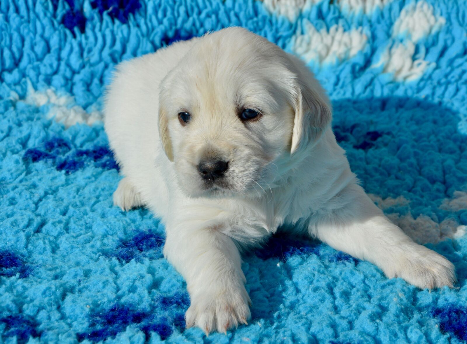 Nikon D5200 sample photo. Dog, golden retriever puppy photography