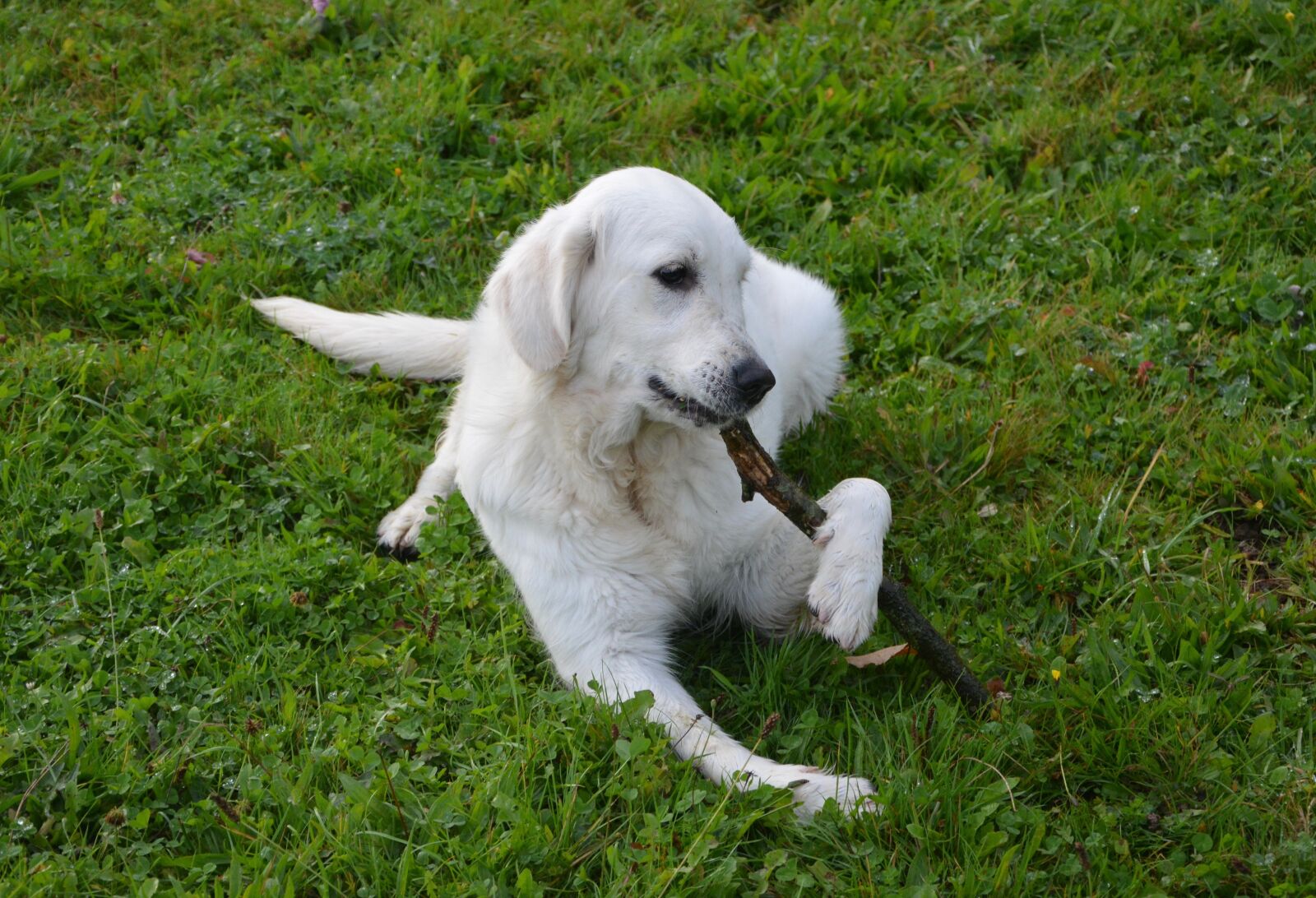 Nikon D5200 sample photo. Dog, dog golden retriever photography