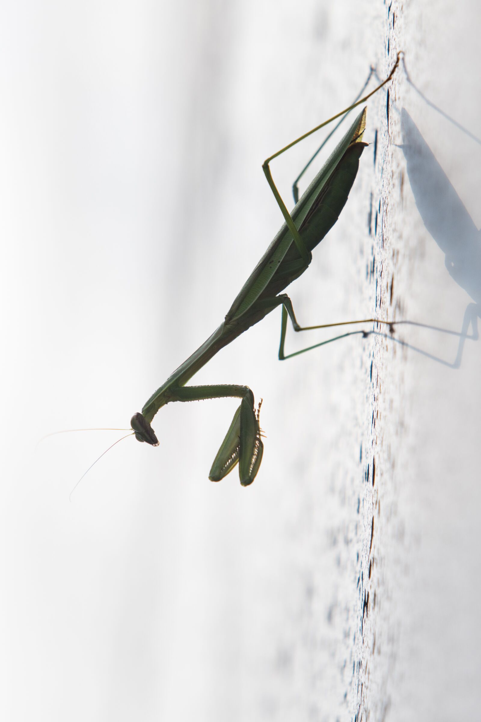 Canon EF 70-200mm F2.8L USM sample photo. Mantis, insects, nature photography