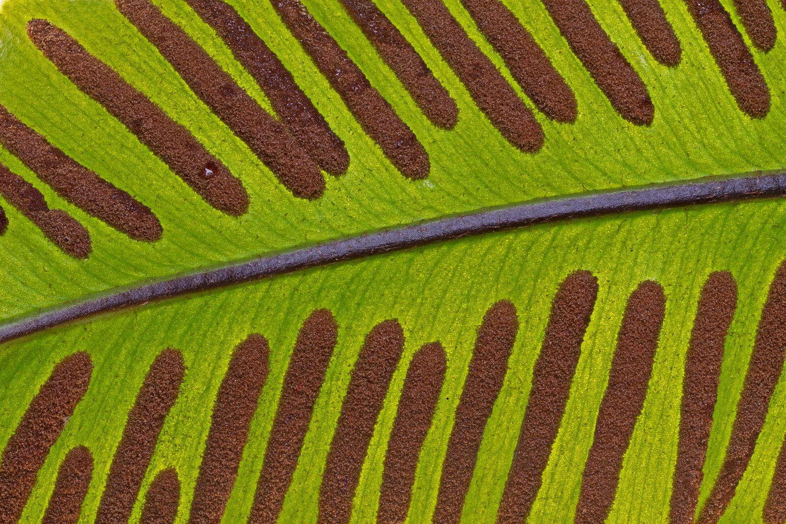 Tamron SP AF 60mm F2 Di II LD IF Macro sample photo. Hart's-tongue fern, leaf, spores photography