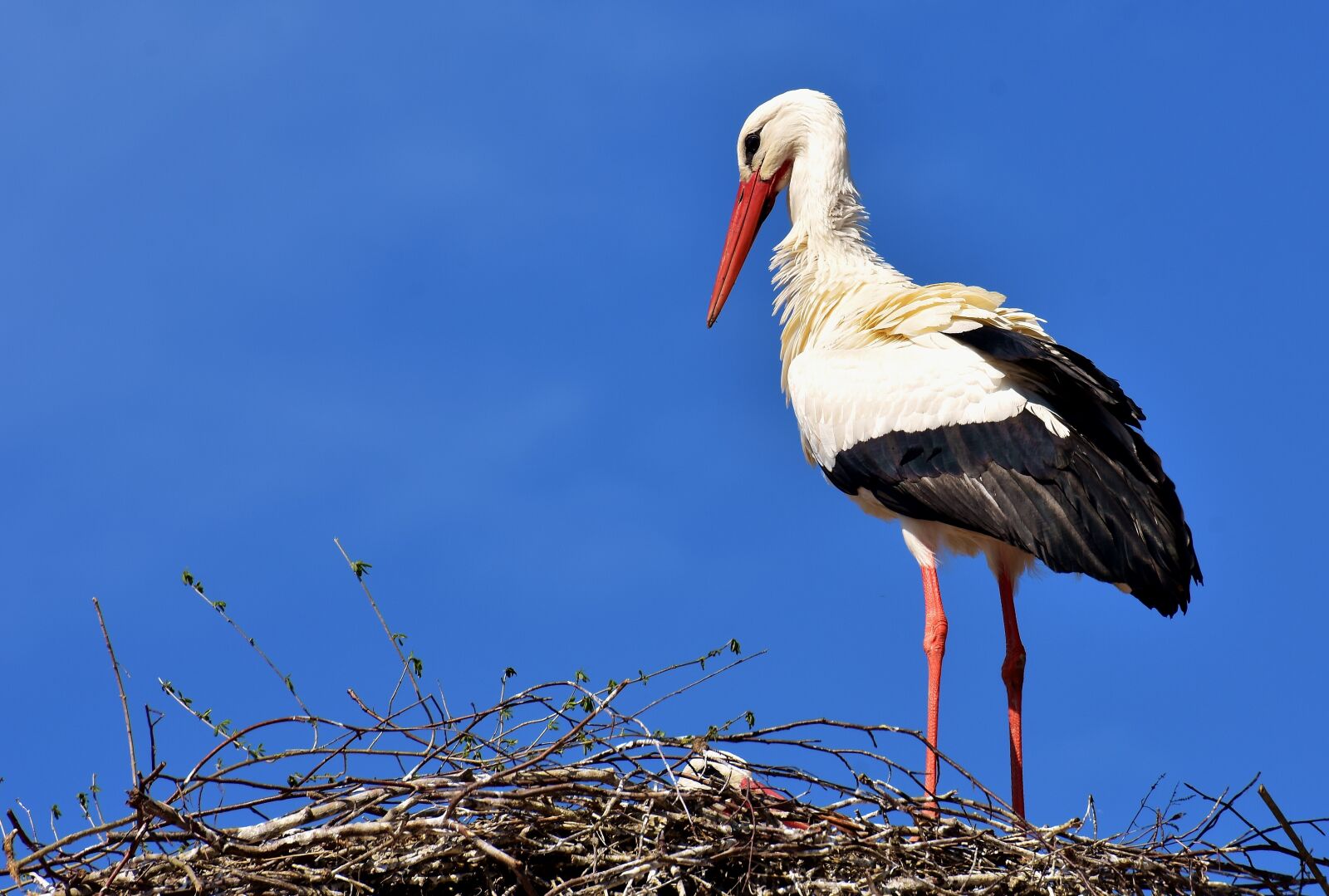 Nikon D7200 sample photo. Stork, bird, flying photography