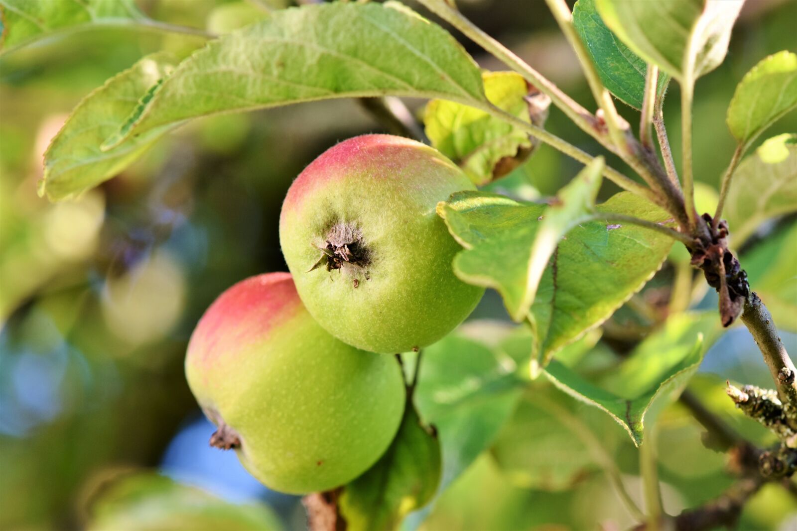 Nikon D7200 sample photo. Apple, apple tree, fruit photography