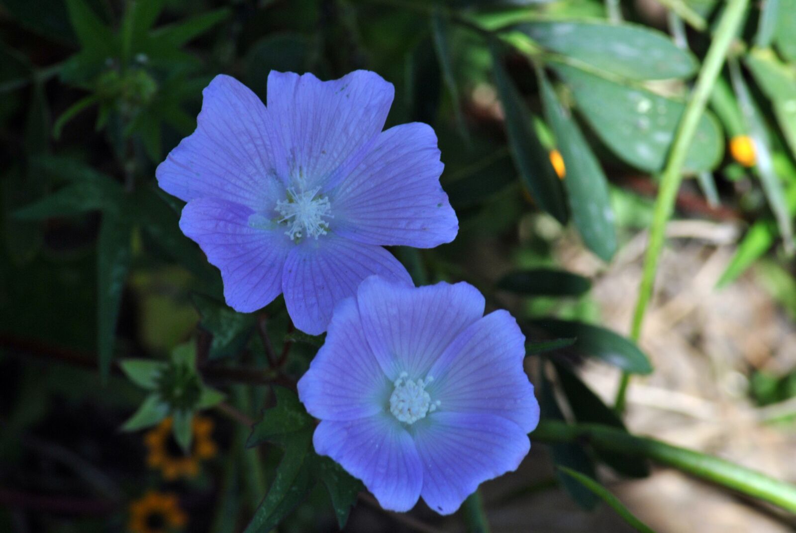 Nikon D3000 sample photo. Wild, flora, plants photography