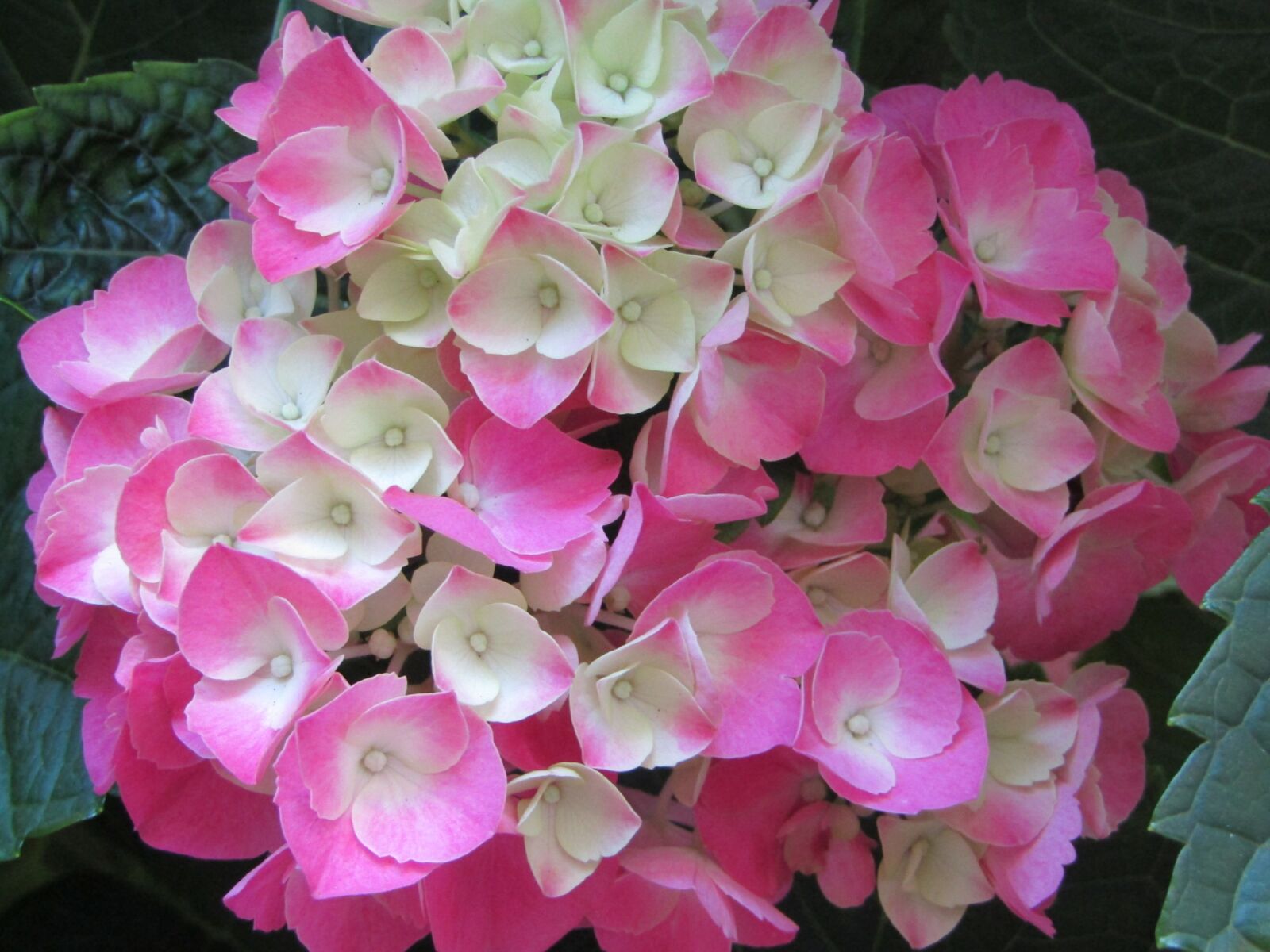 Canon POWERSHOT SX432 IS sample photo. Flowers, spring, nature photography