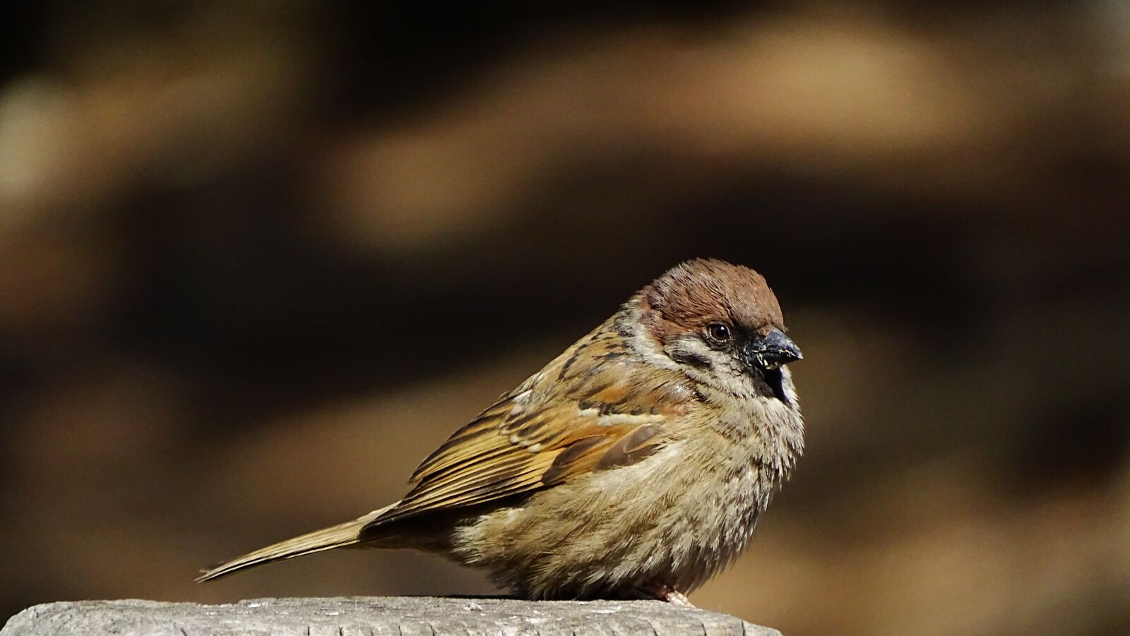 Sony Cyber-shot DSC-HX400V sample photo. Nature, wildlife, new photography