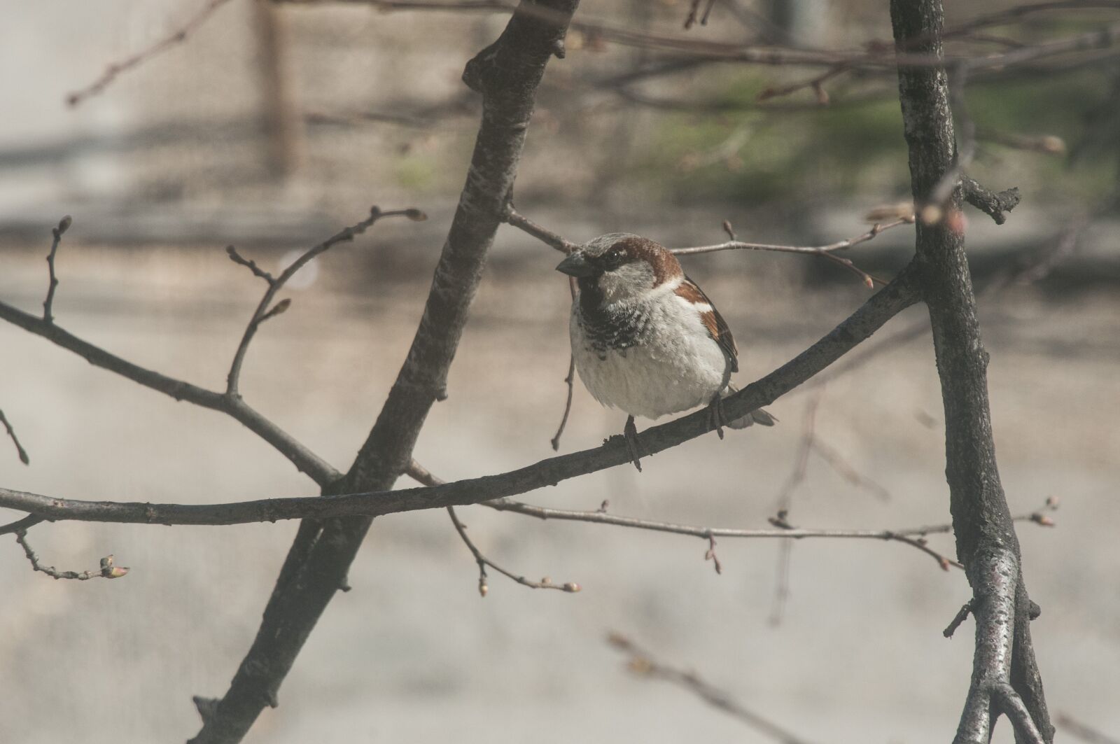Nikon D300S sample photo. Sparrow, branch, close photography