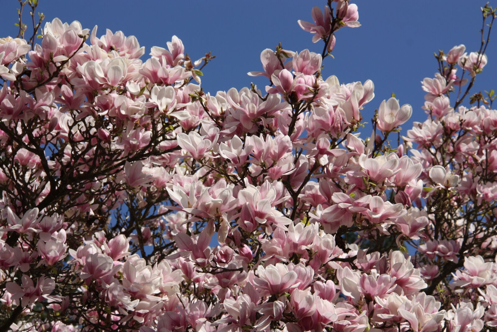 Canon EOS 450D (EOS Rebel XSi / EOS Kiss X2) sample photo. Magnolia, tree, fr hlingsbl photography