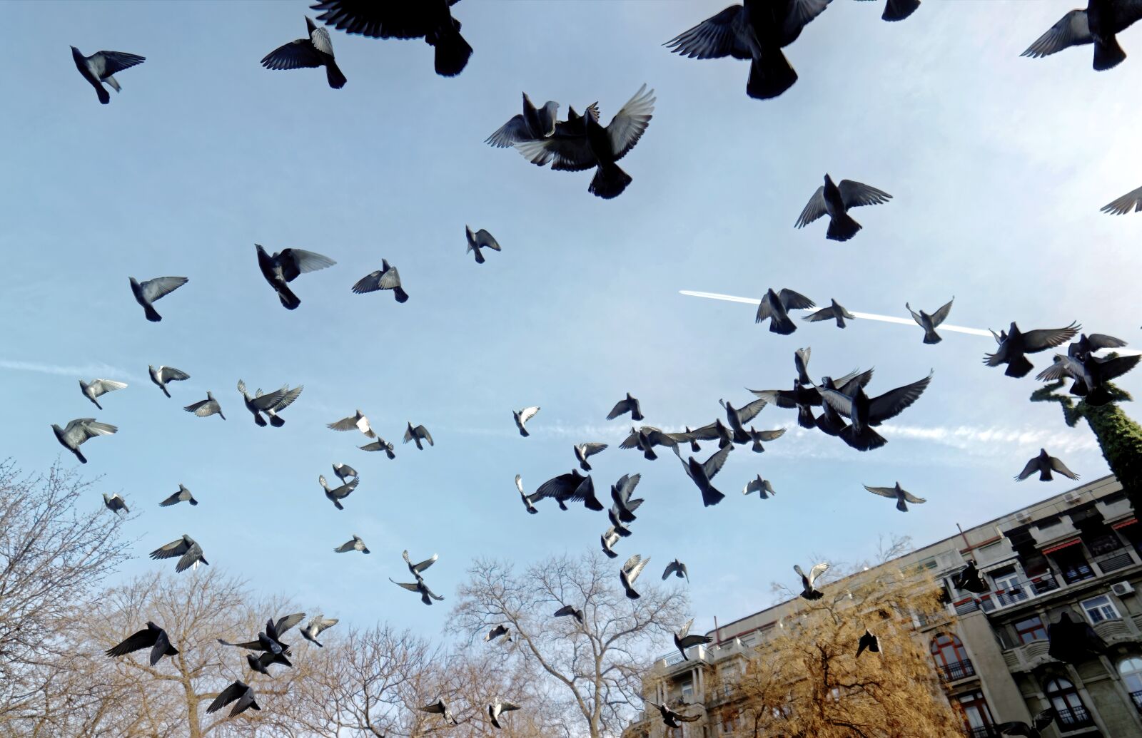 Nikon D5300 sample photo. Birds, pigeons, fly photography