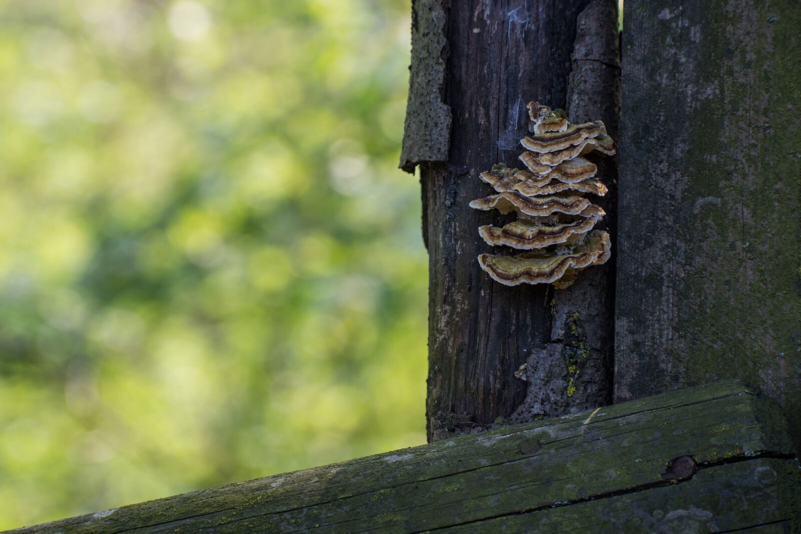 Nikon D7200 sample photo. Mushrooms, wood, forest photography