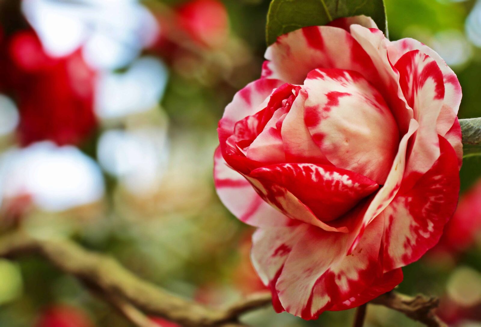 Canon EOS 100D (EOS Rebel SL1 / EOS Kiss X7) sample photo. Nature, flower, leaf, red photography