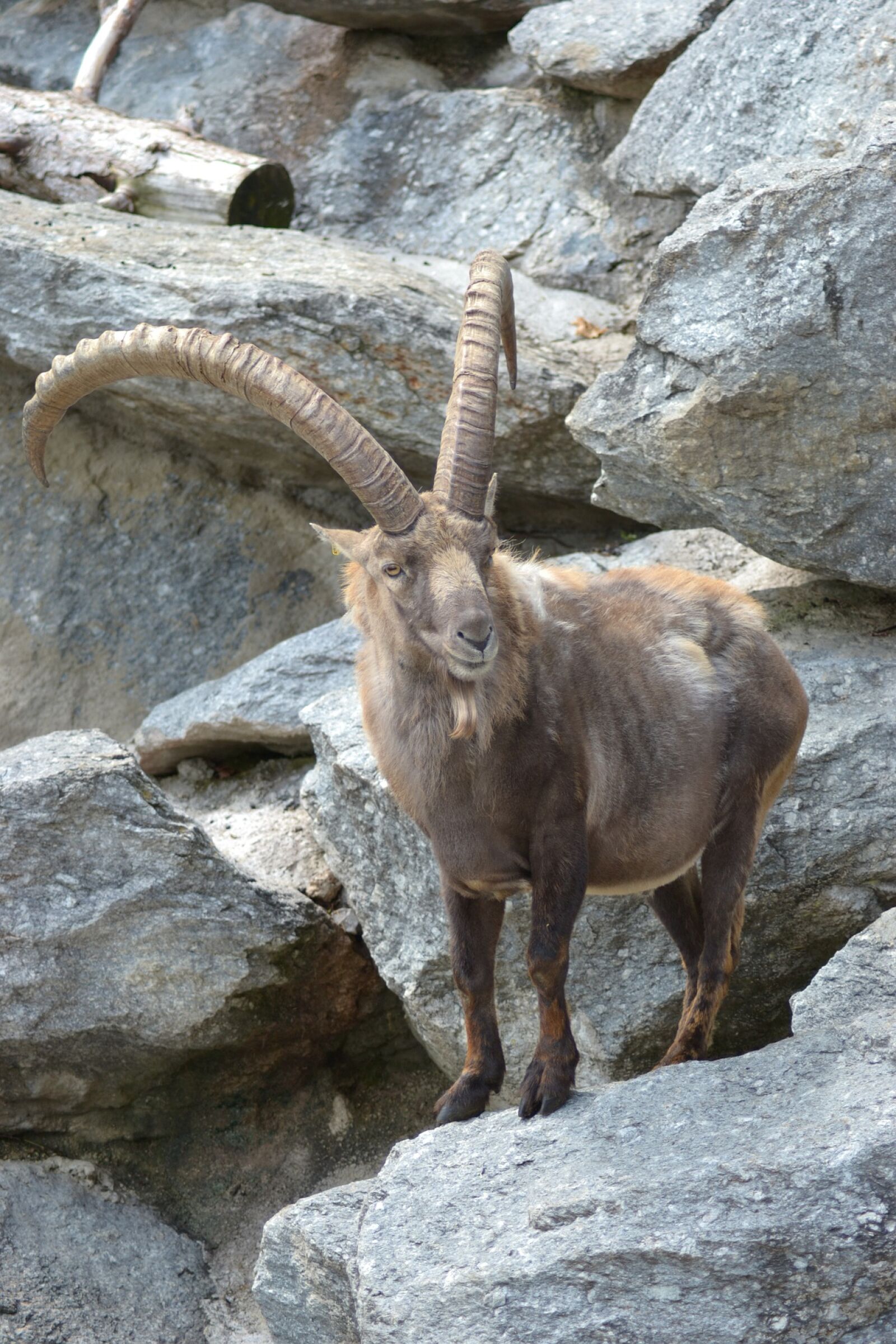 Nikon D3100 sample photo. Alps, animals, buck, climbing photography
