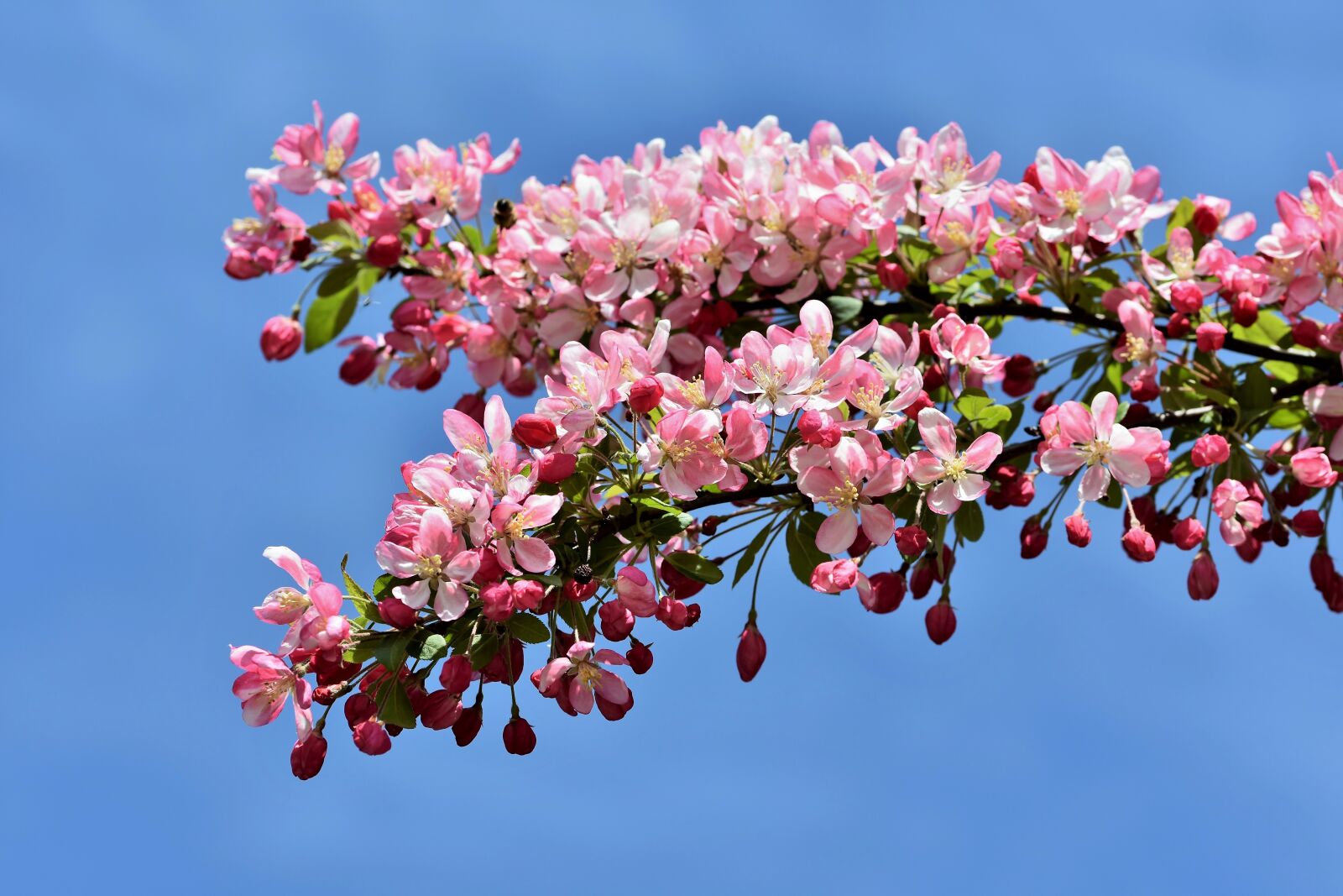 Nikon D7200 sample photo. Ornamental apple tree, embellishment photography