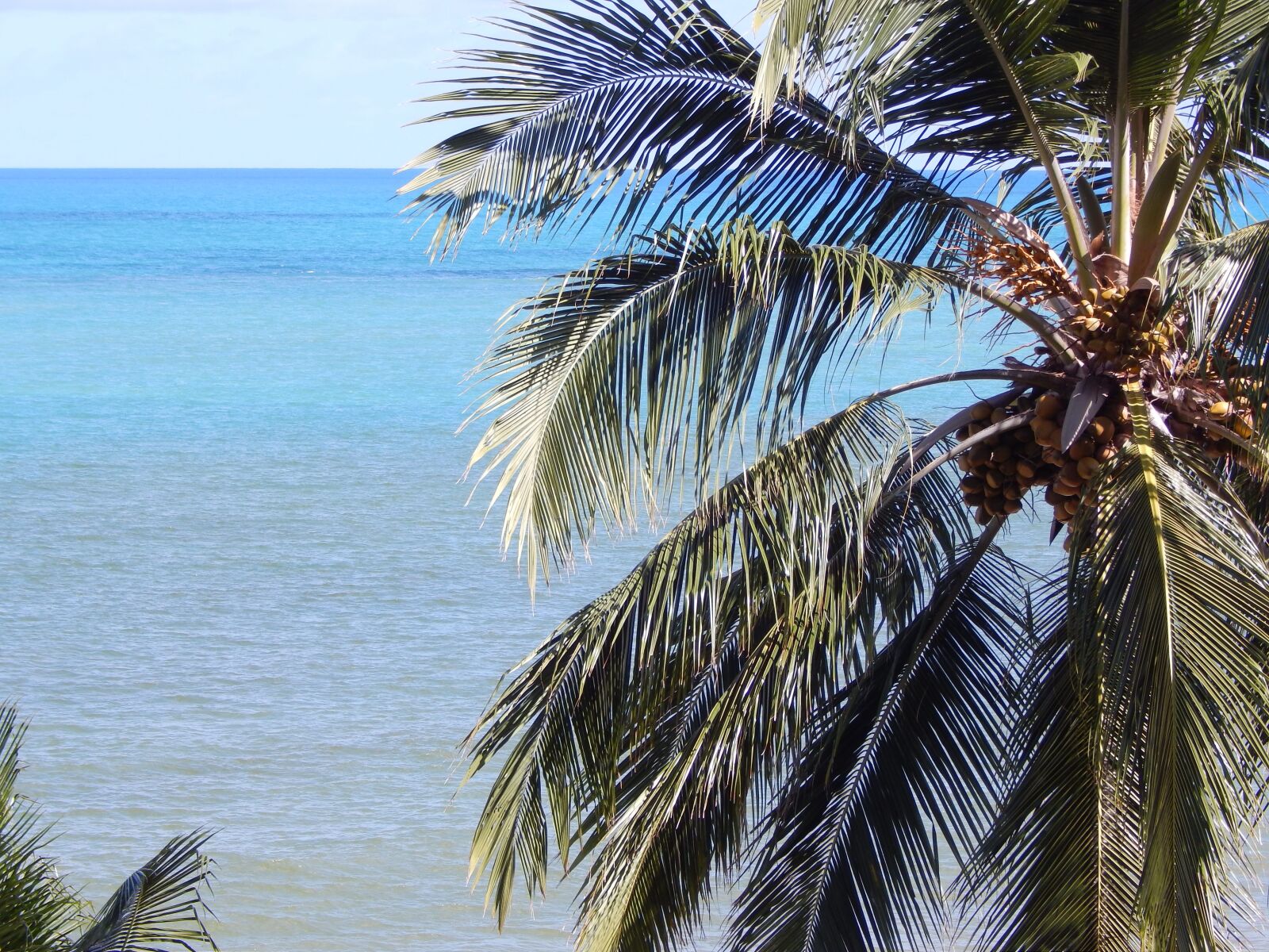 Nikon Coolpix L820 sample photo. Beach, coconut tree, litoral photography