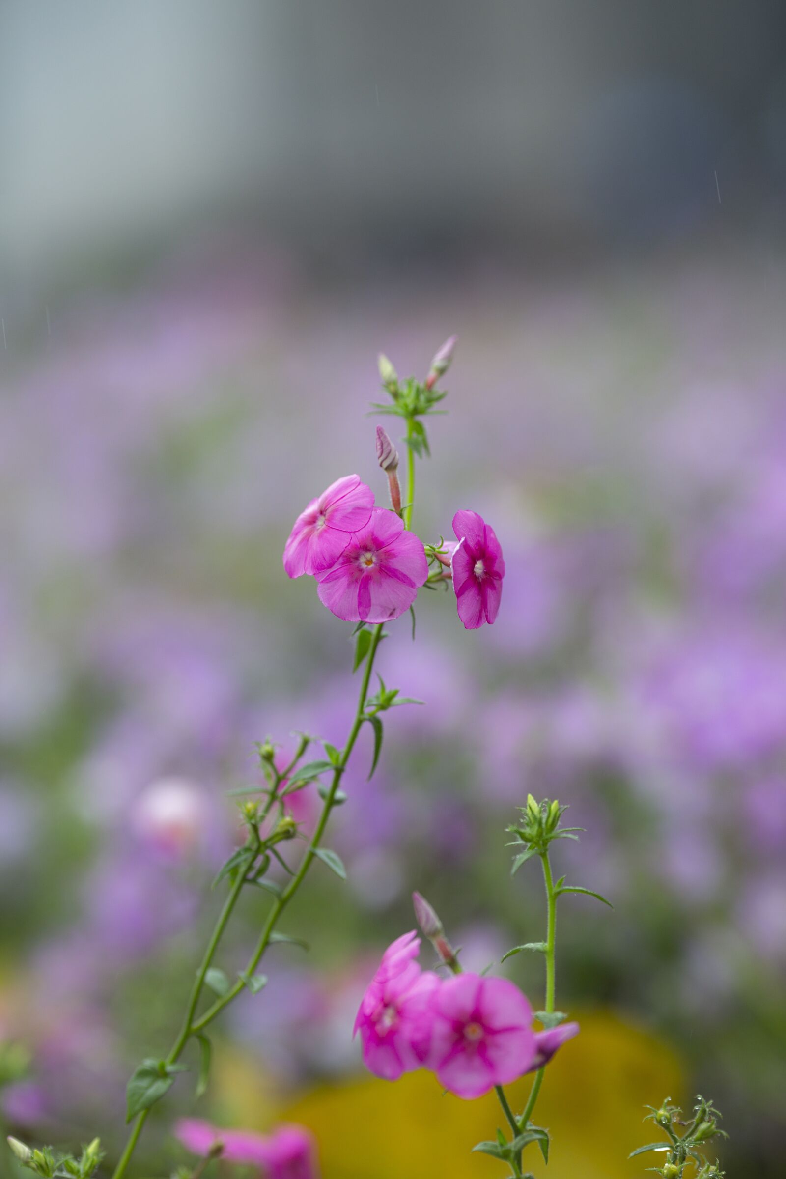 Canon EOS 5D Mark III + Canon EF 135mm F2L USM sample photo. Carnation, flower, bundle photography