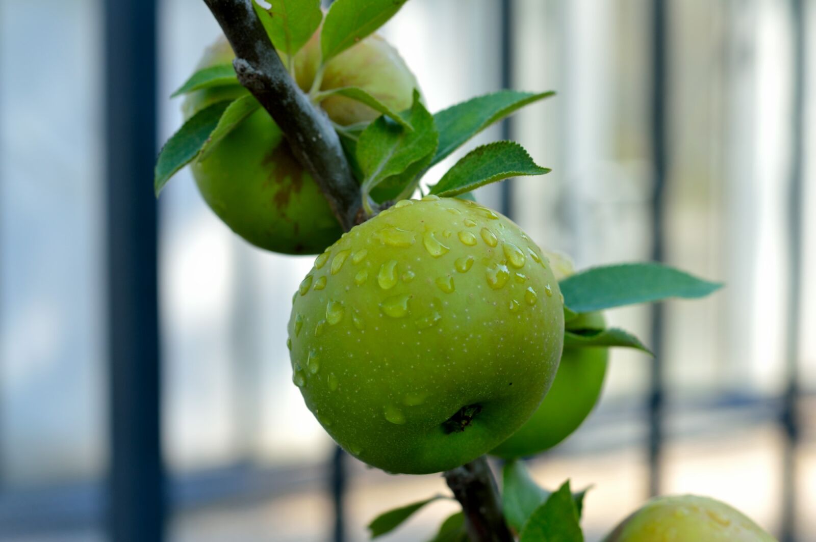 Nikon D3200 sample photo. Fruit, leaf, food photography