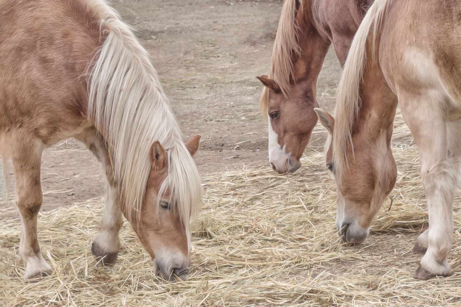 Canon EOS 650D (EOS Rebel T4i / EOS Kiss X6i) sample photo. Horse, farm, mammal photography