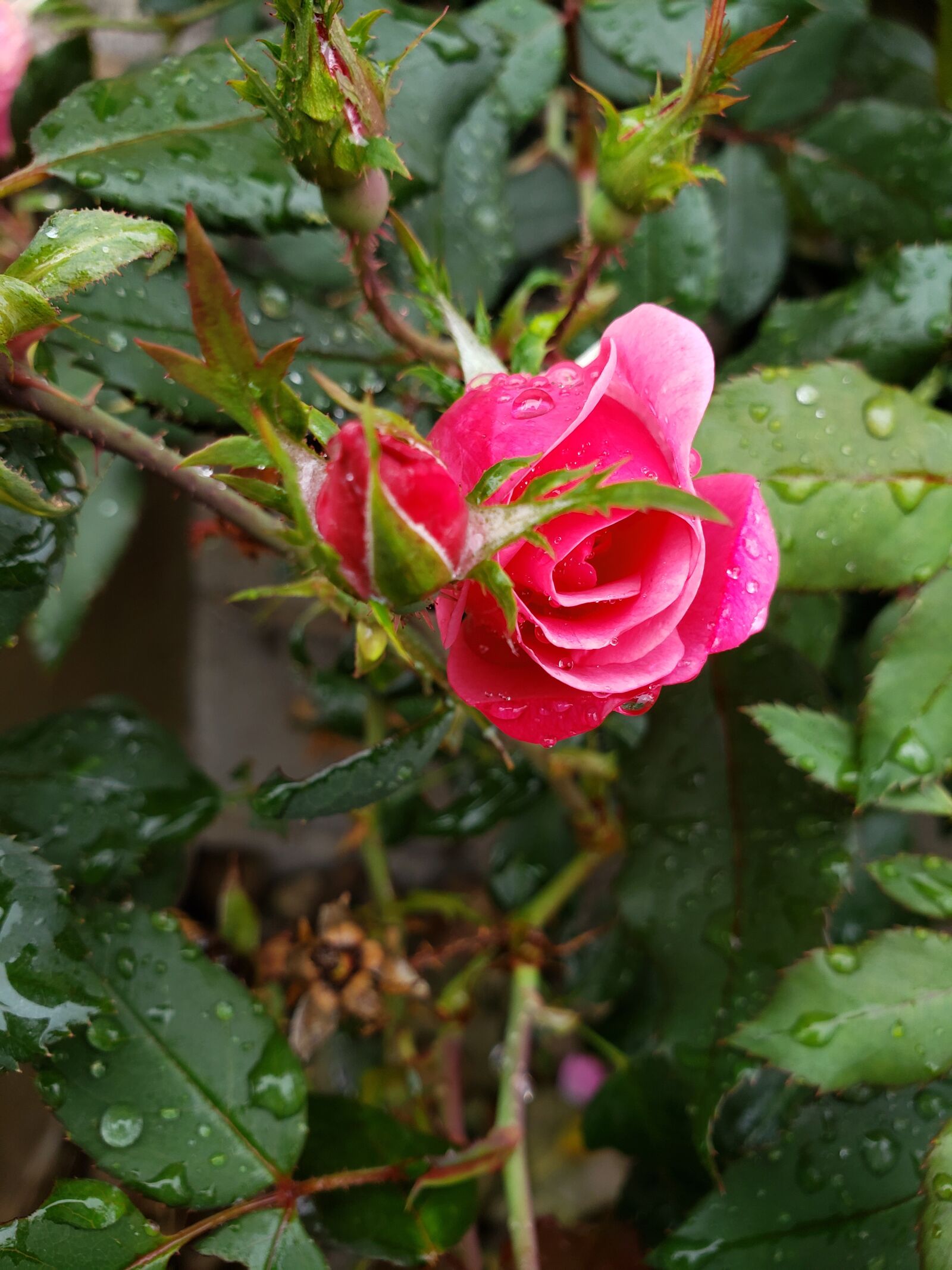 Samsung Galaxy Note9 sample photo. Rose, flower, pink photography