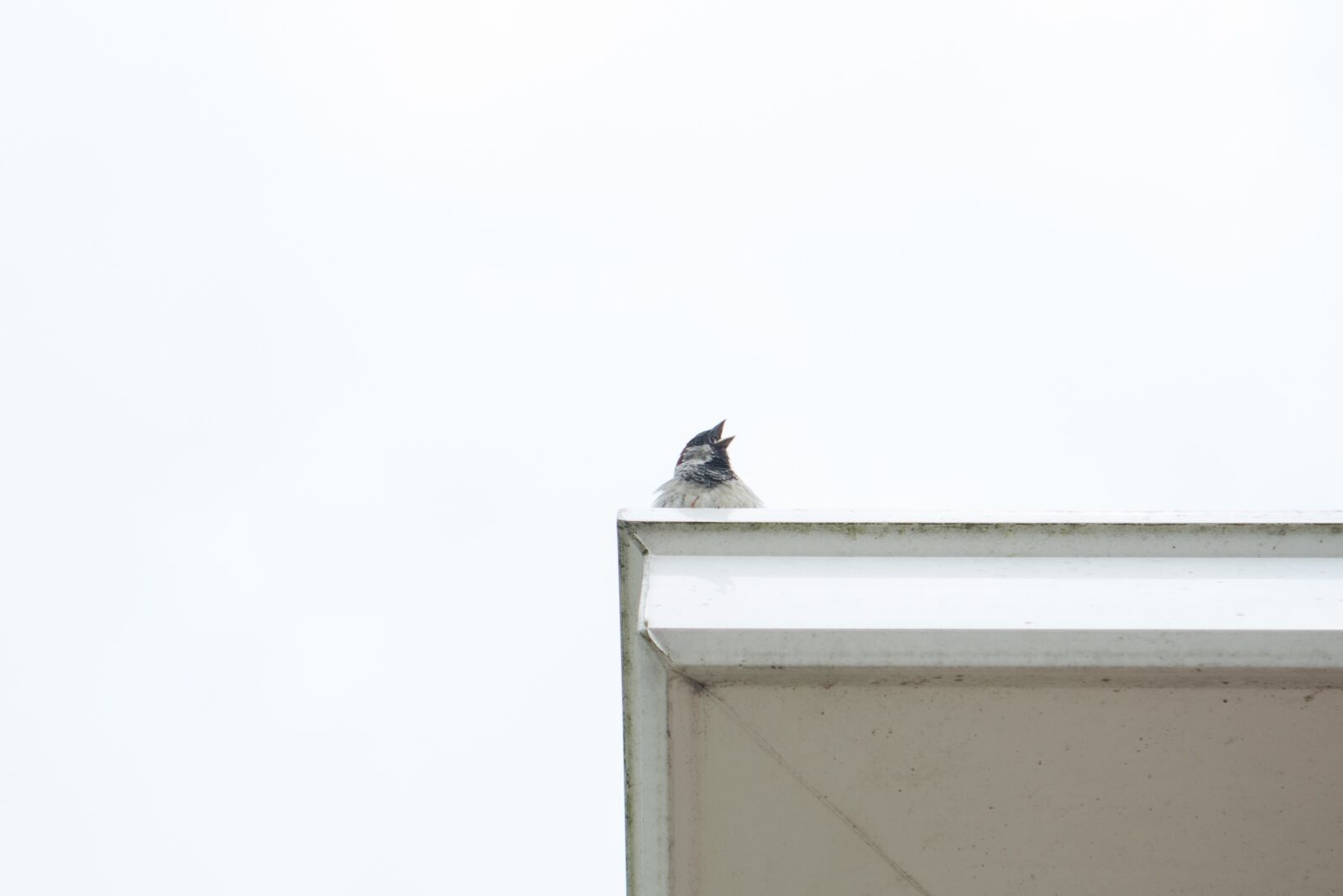 Nikon D600 sample photo. Sparrow, cute, bird photography