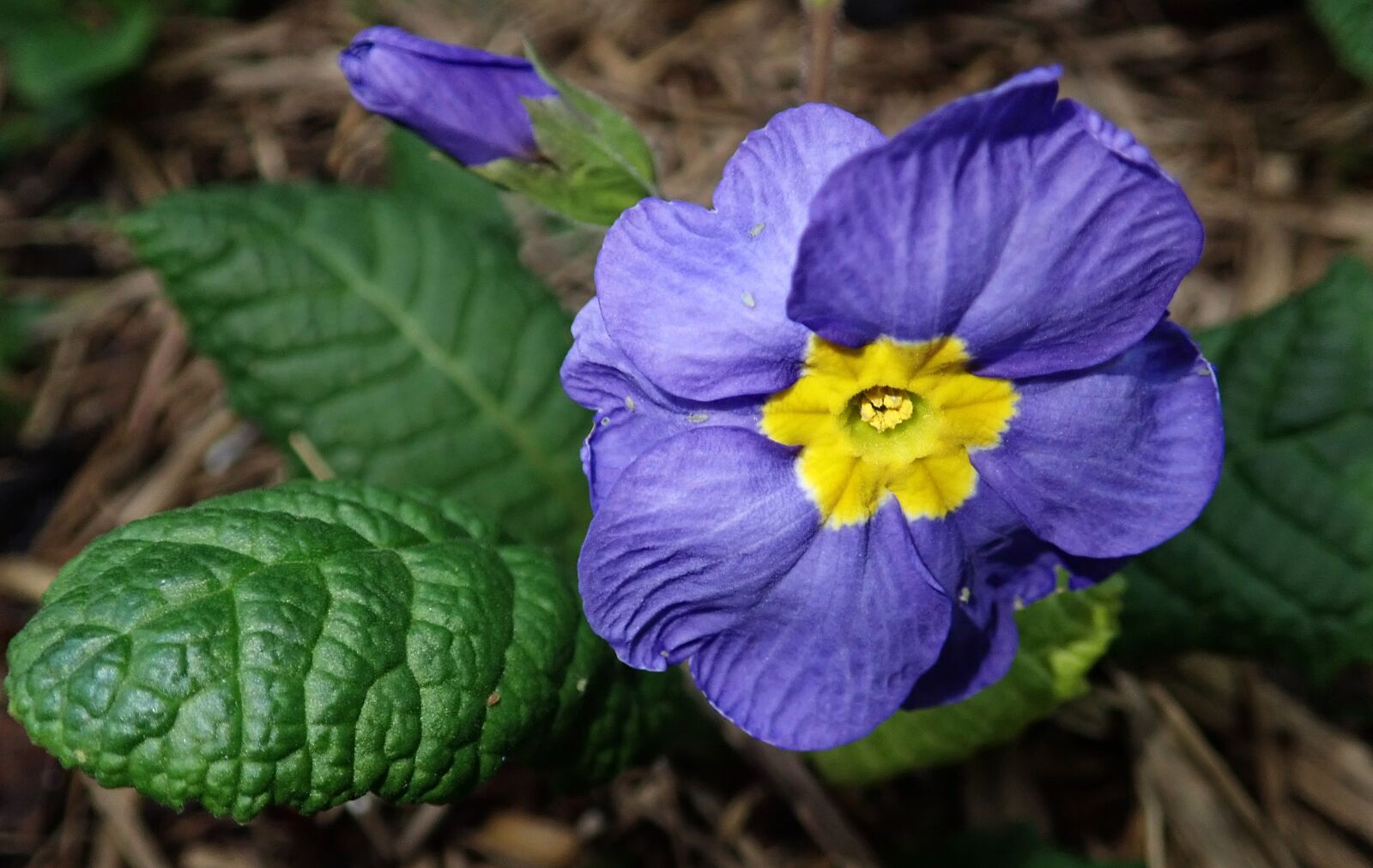 Olympus TG-5 sample photo. Primrose, purple, flower photography