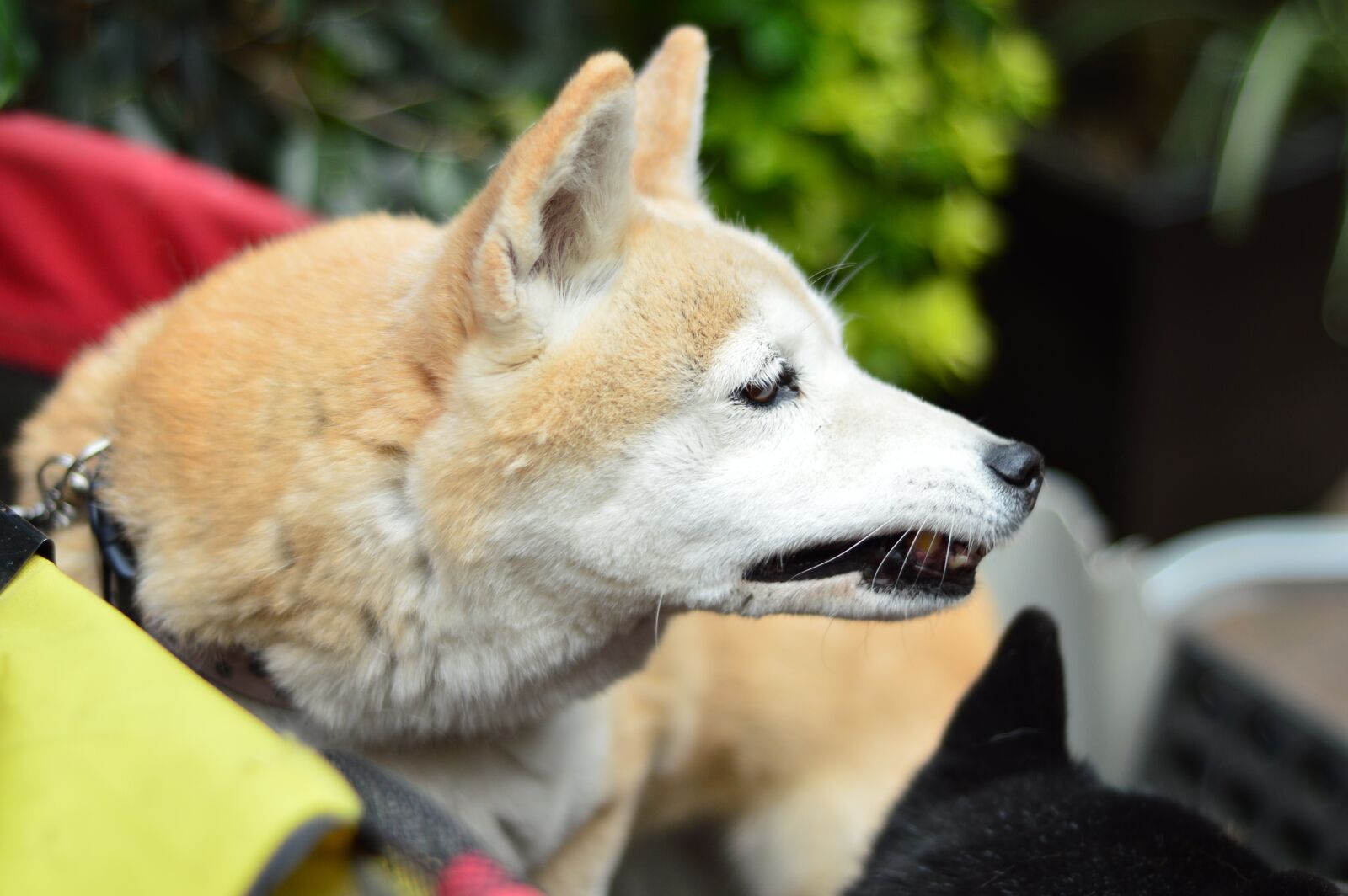 Nikon D3200 sample photo. Dog, animal, pet photography