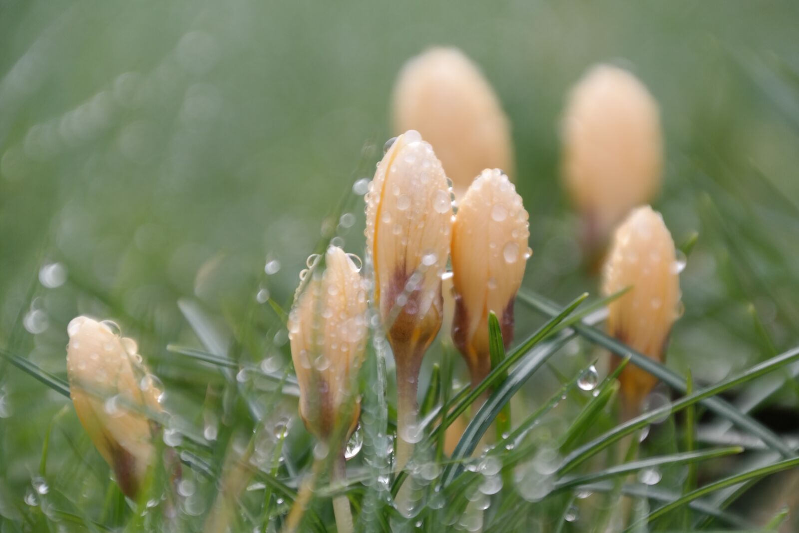 Samsung NX300 sample photo. Dew, flower, crocus photography