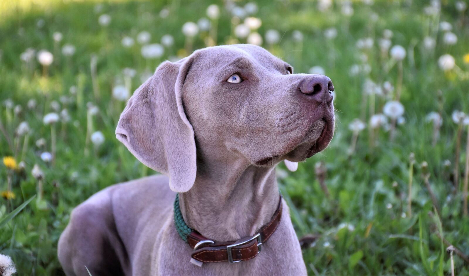Nikon D7200 sample photo. Dog, weimaraner, pet photography