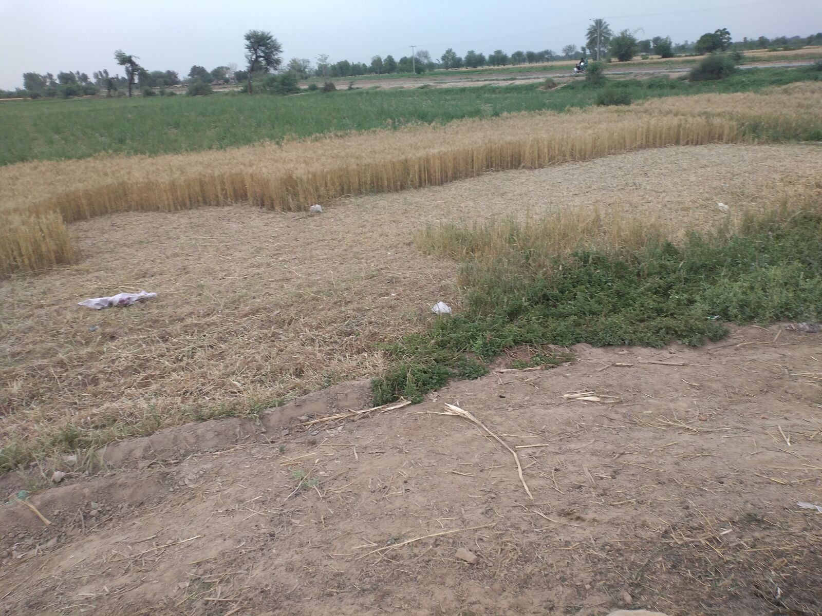 HUAWEI BKK-LX2 sample photo. Wheat crop, village, crop photography