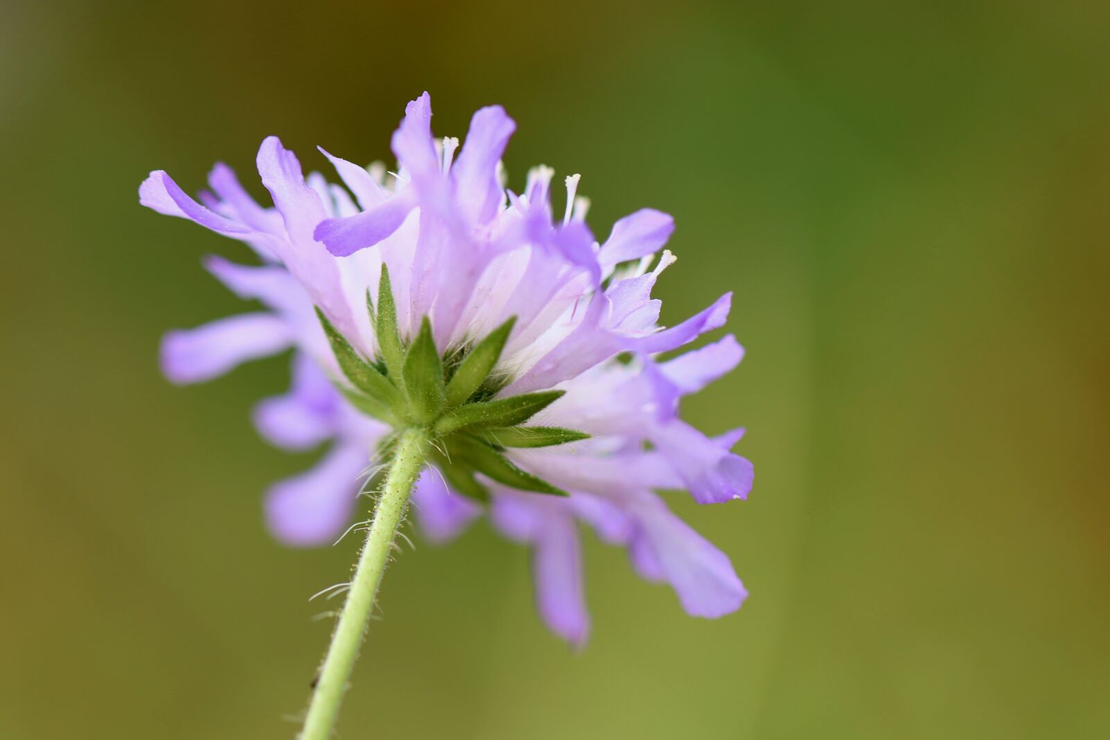 Canon EOS 800D (EOS Rebel T7i / EOS Kiss X9i) sample photo. Field scabious, field-widow flower photography