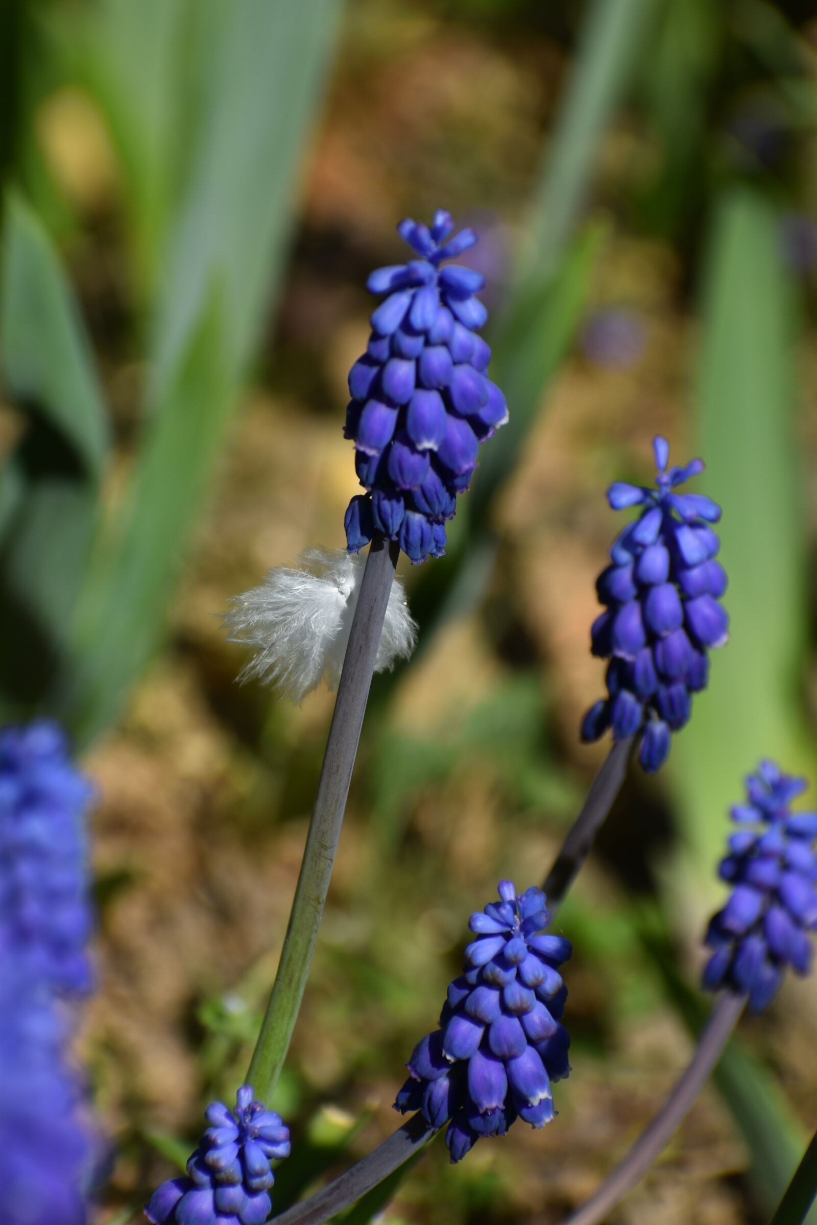 Nikon D3500 sample photo. Flowers, spring, muscari photography