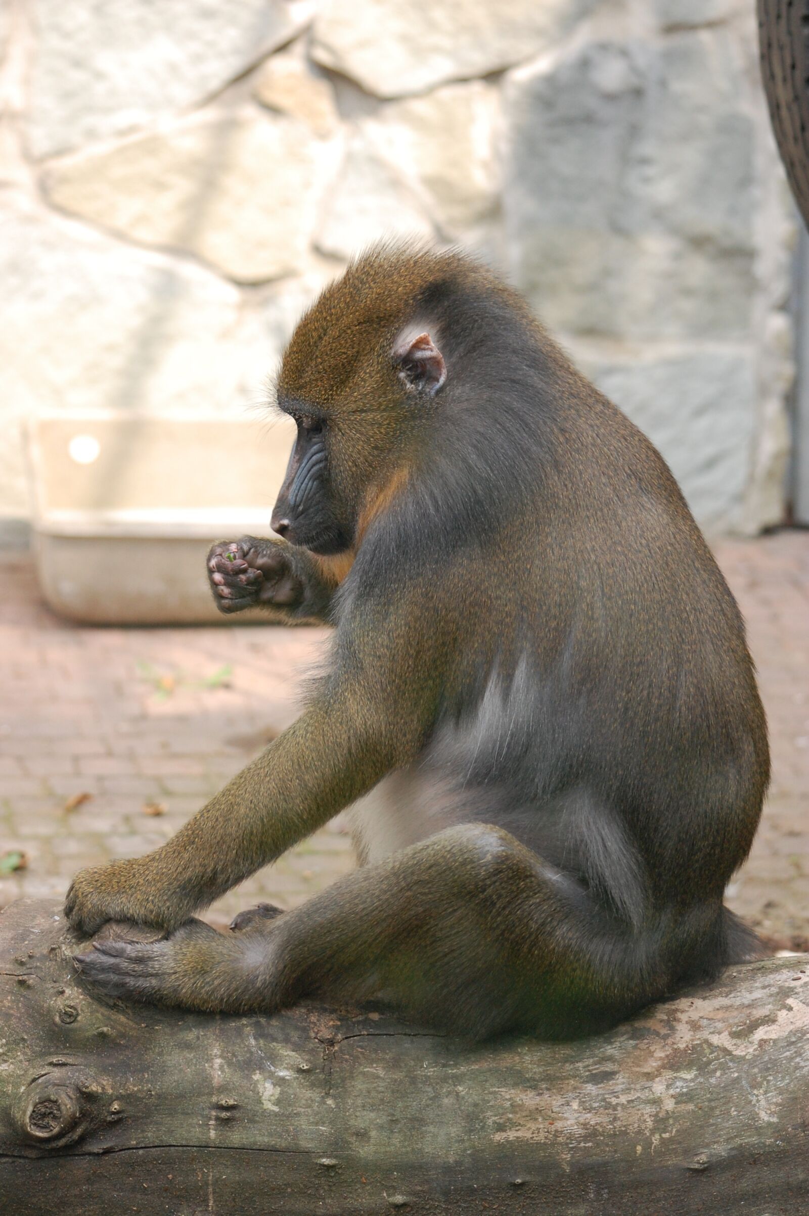 Nikon D40 sample photo. Monkey, animal, animals photography