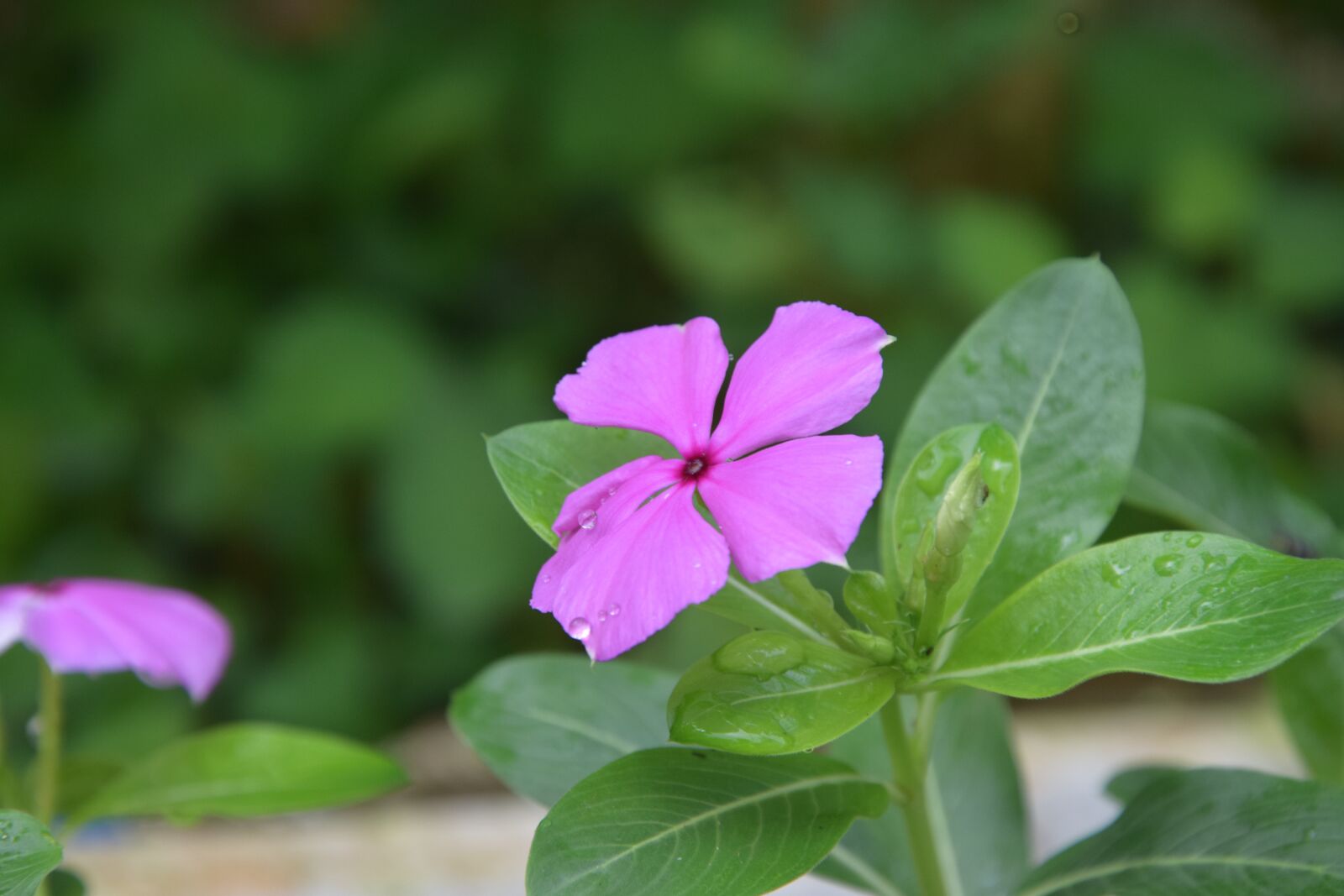Nikon D3300 sample photo. Periwinkle, beautiful flowers, beautiful photography