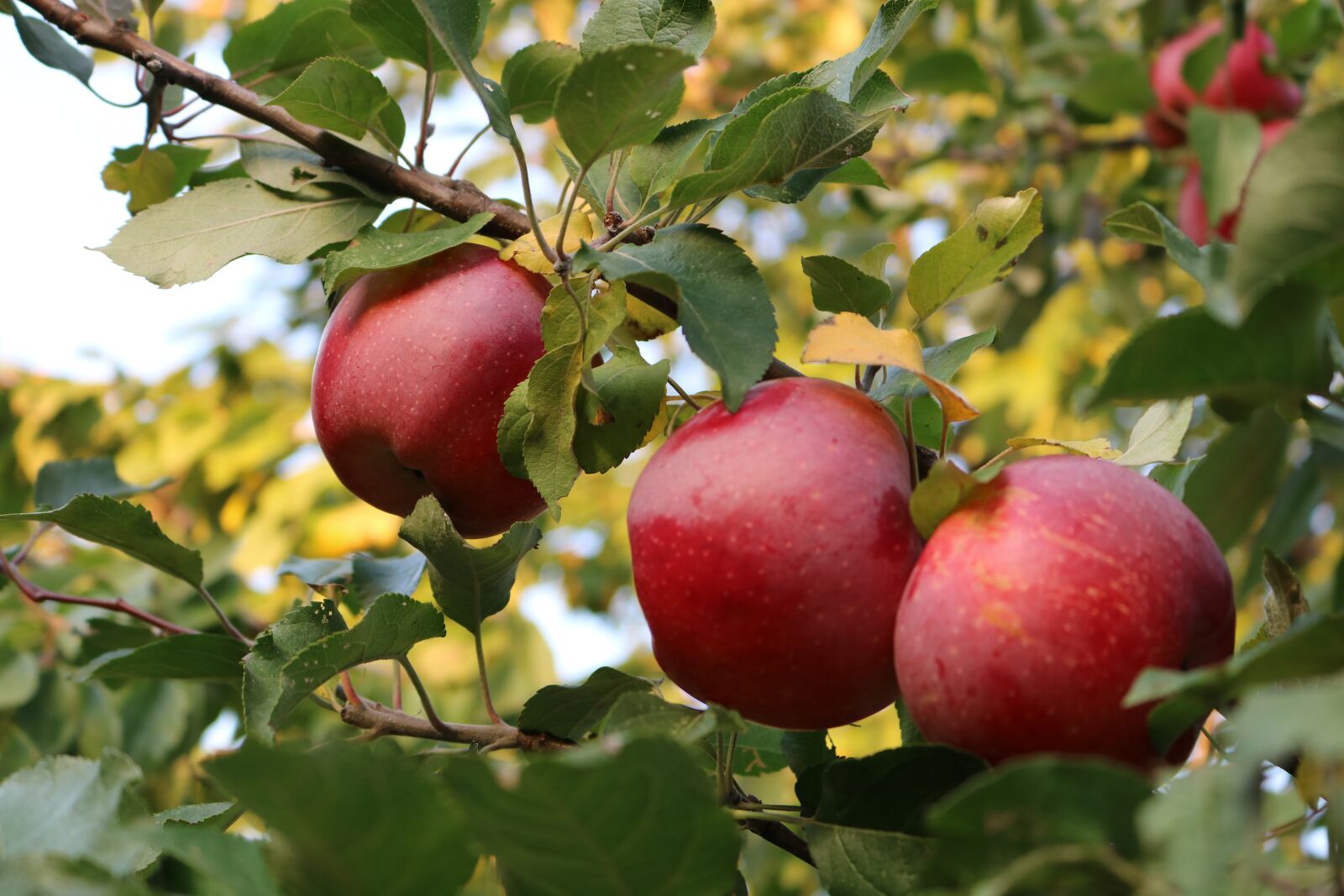 Canon EOS 750D (EOS Rebel T6i / EOS Kiss X8i) sample photo. Apple, apple tree, fruit photography
