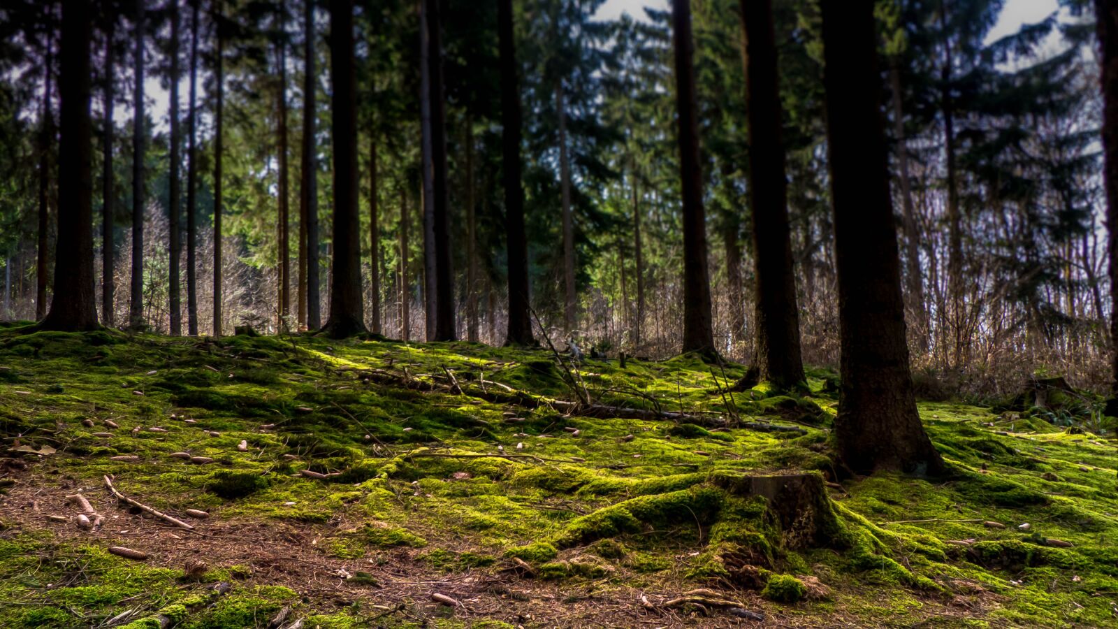 Panasonic Lumix DMC-FZ200 sample photo. Forest, moss, mystical photography