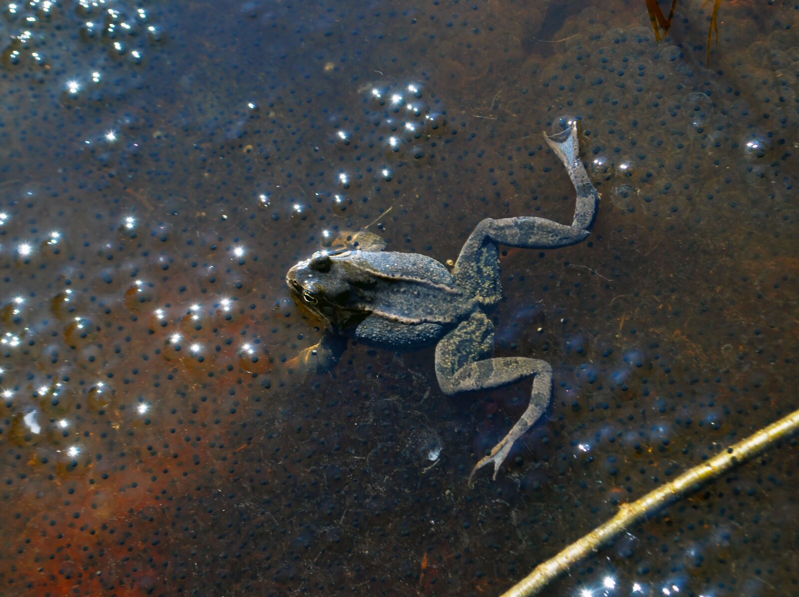 Nikon D60 sample photo. Pond, frog, frog spawns photography