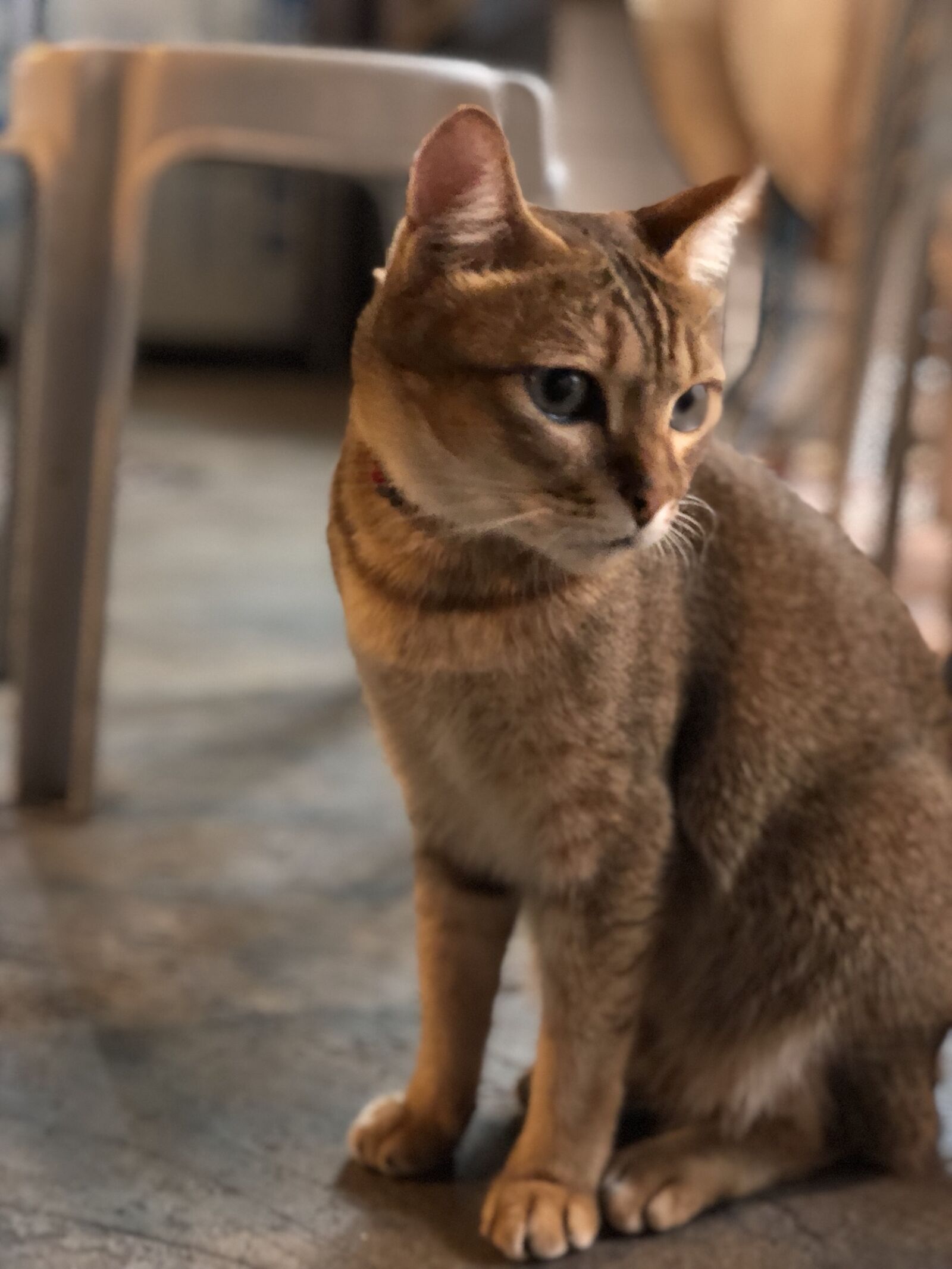 iPhone X back dual camera 6mm f/2.4 sample photo. Cat photography