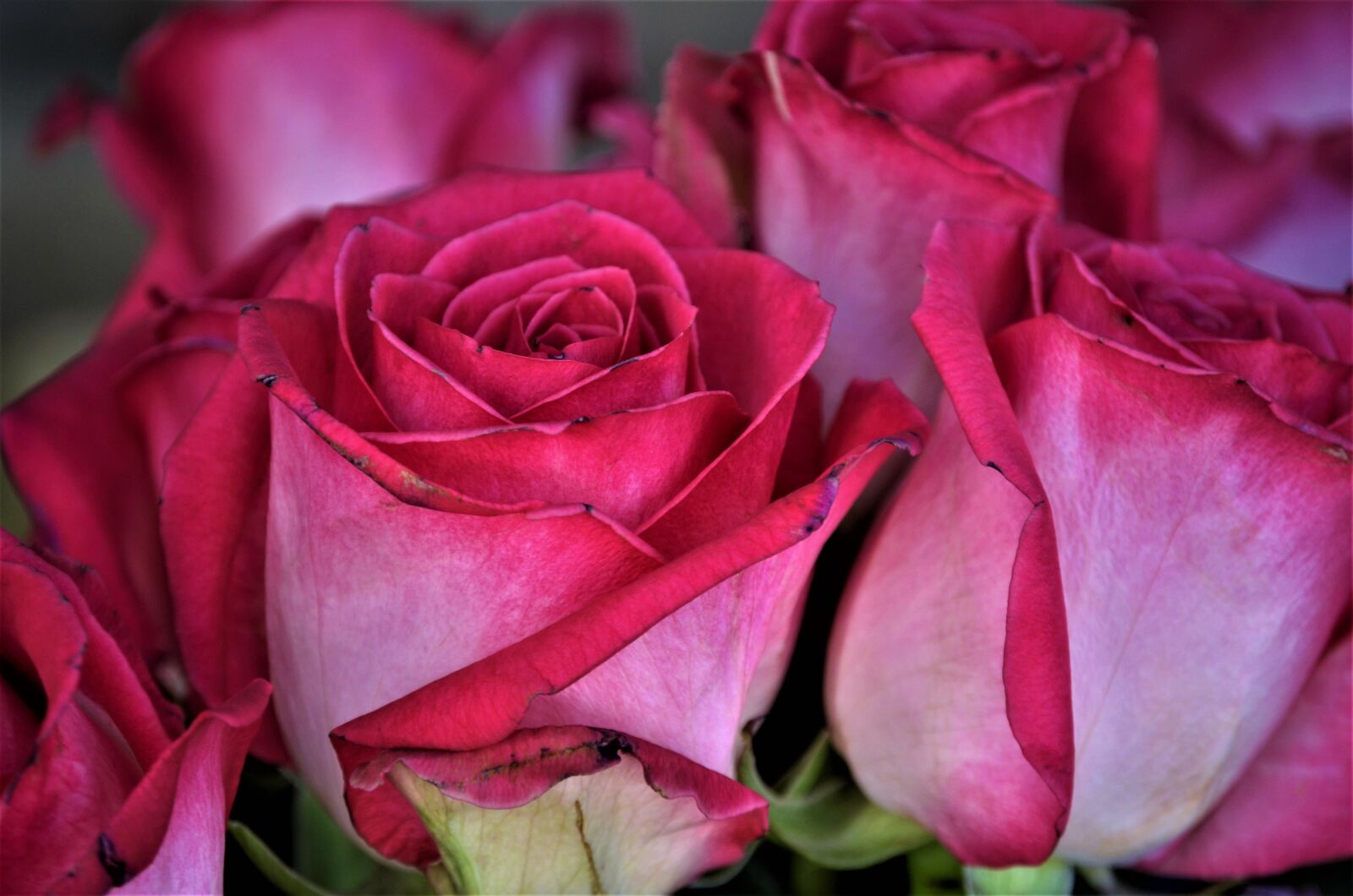 Nikon D7000 sample photo. Roses, pink, flowers photography