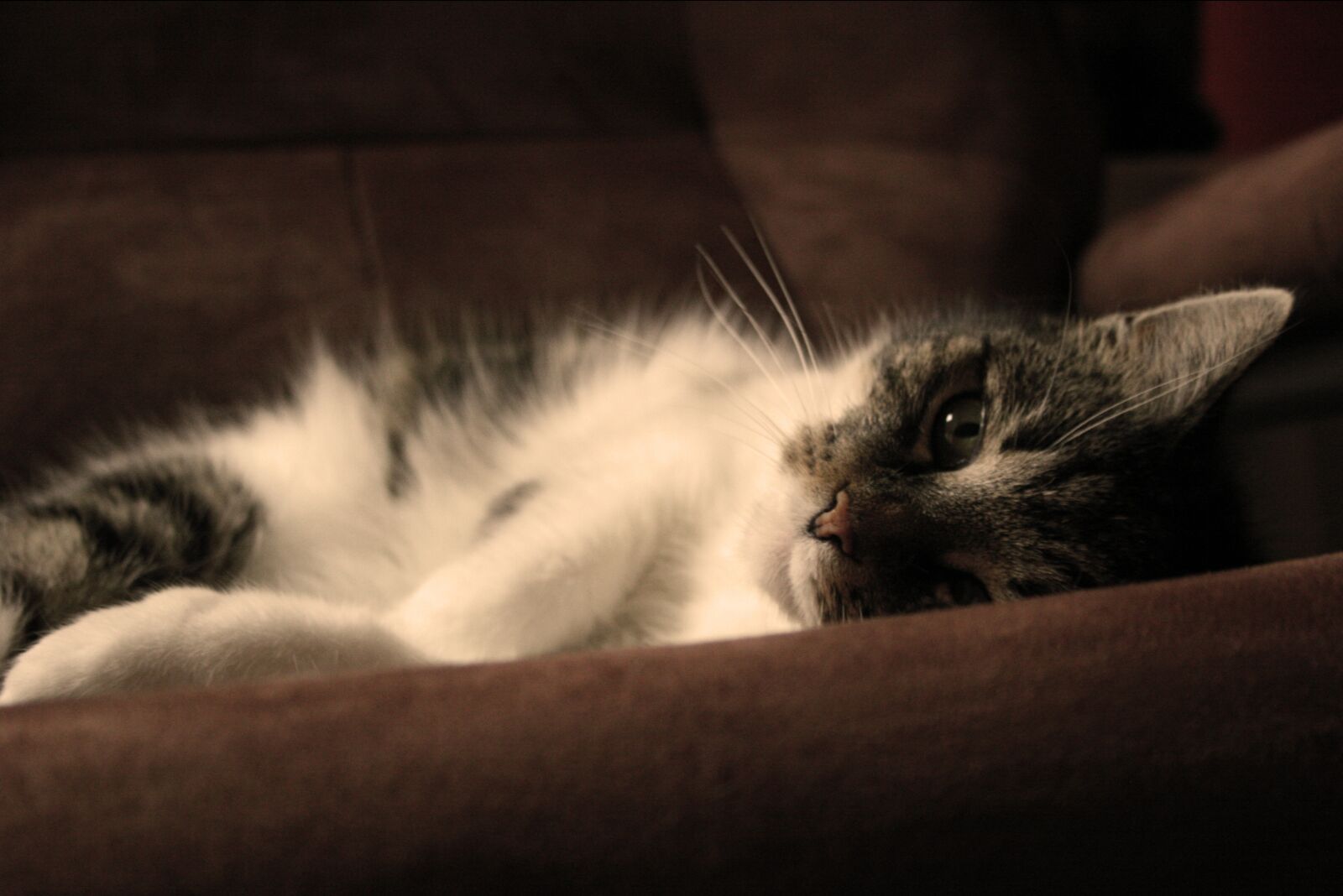 Canon EOS 20D sample photo. Cat, cute, pet photography