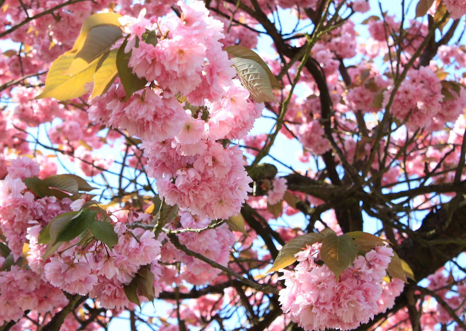 Canon EOS 450D (EOS Rebel XSi / EOS Kiss X2) sample photo. Japanese cherry, spring, blossom photography