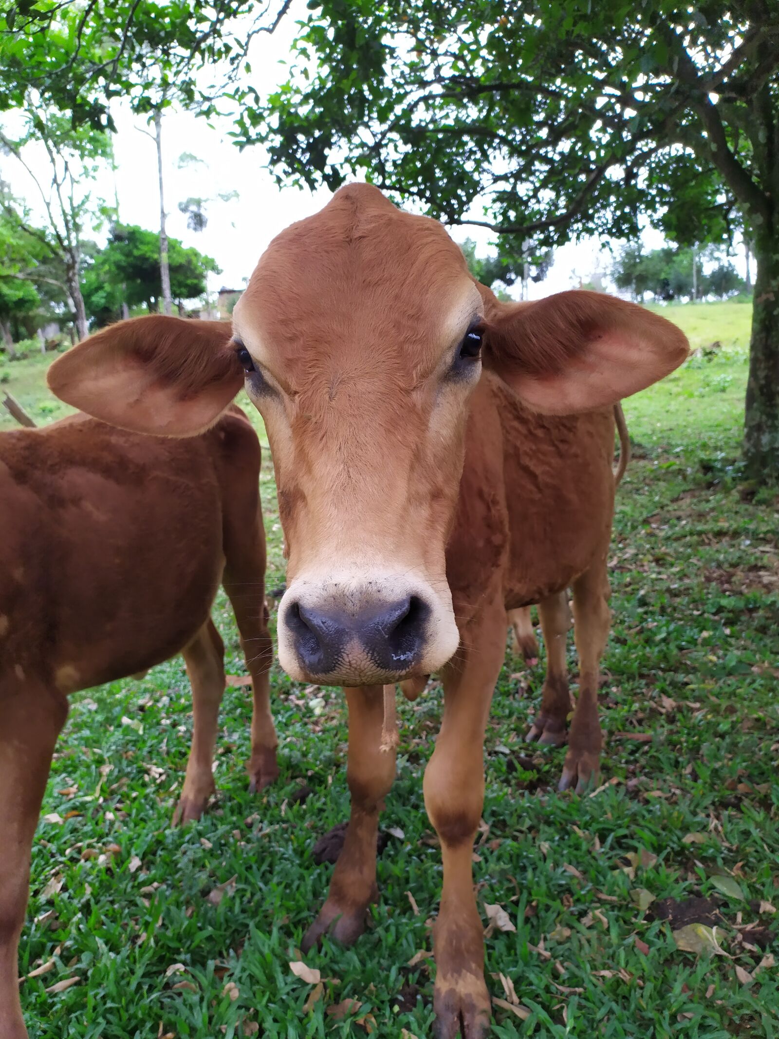 Xiaomi Redmi Note 7 sample photo. Cows, nature, livestock photography