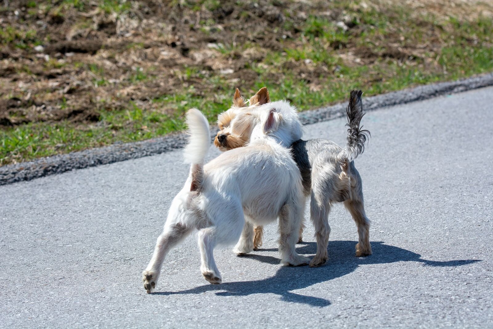 Nikon D7100 sample photo. Dogs, out, encounter photography